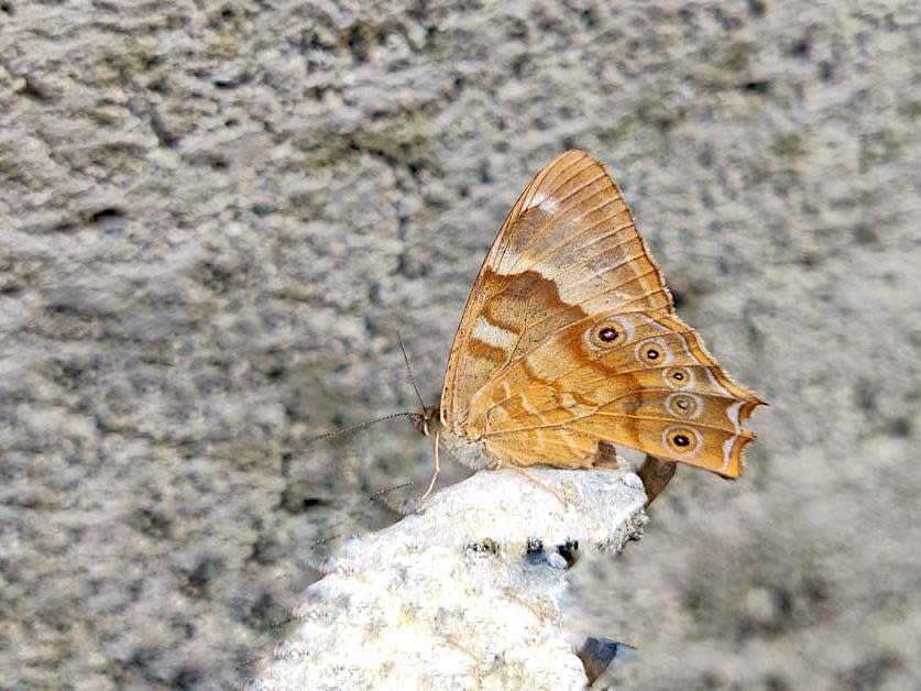 Butterfly Records Lead Arunachal Pradesh’s Biodiversity Sightings