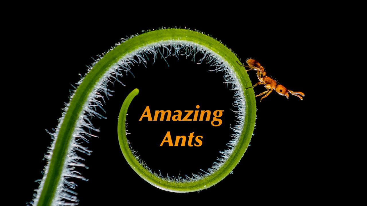 Amazing Ants | Superheroes of the Insect World
