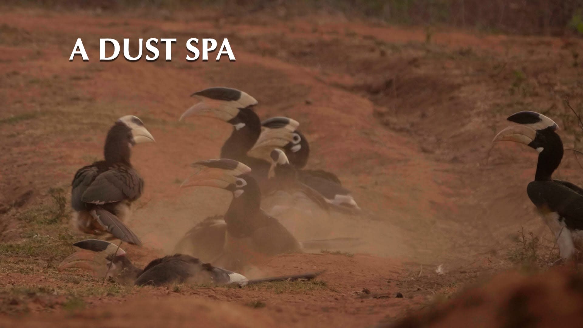 A Dust Spa: Malabar Pied Hornbills and their Winter Bath