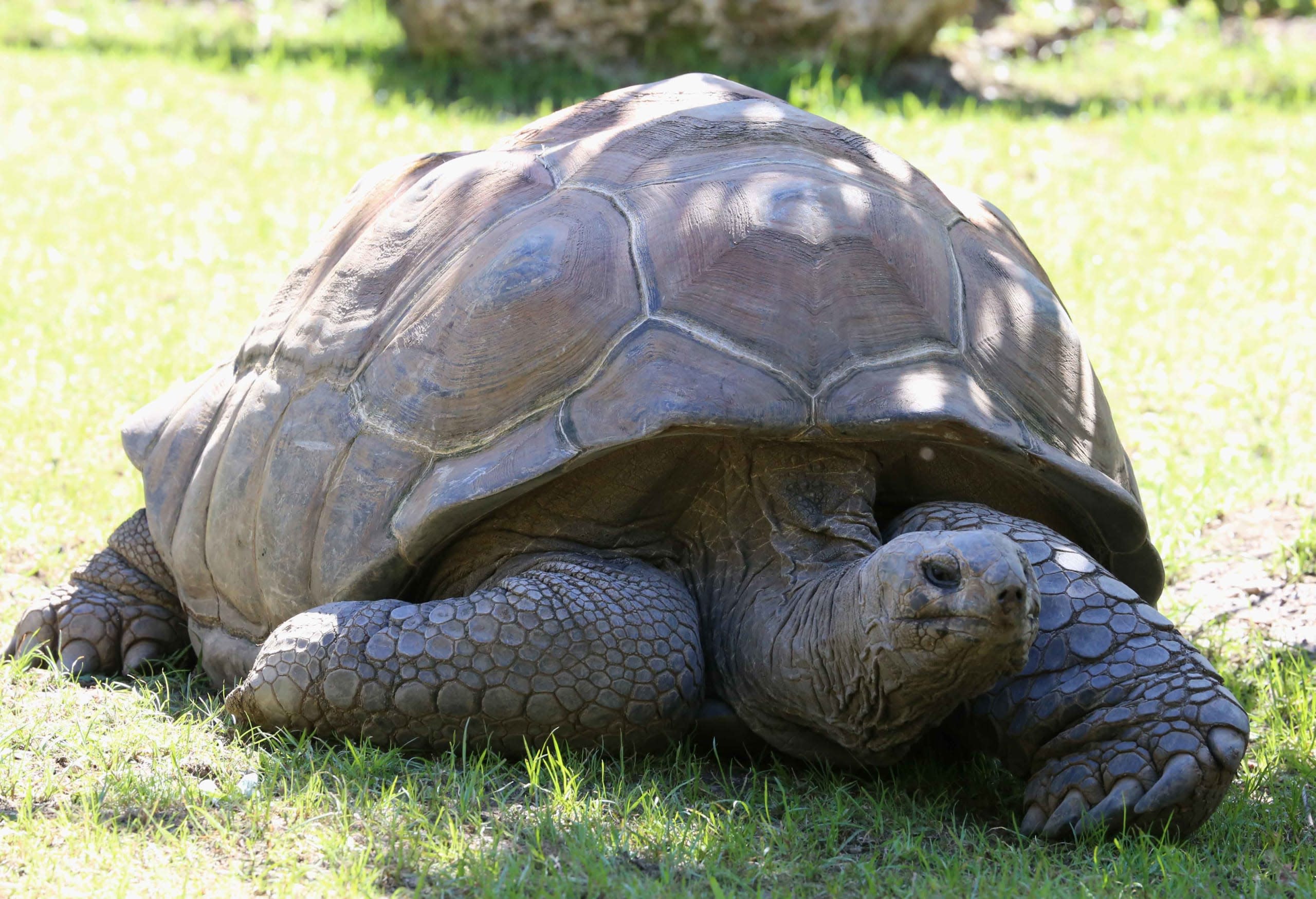 Smugglers Using Government Scheme as a Tool for Exotic Wildlife Trade