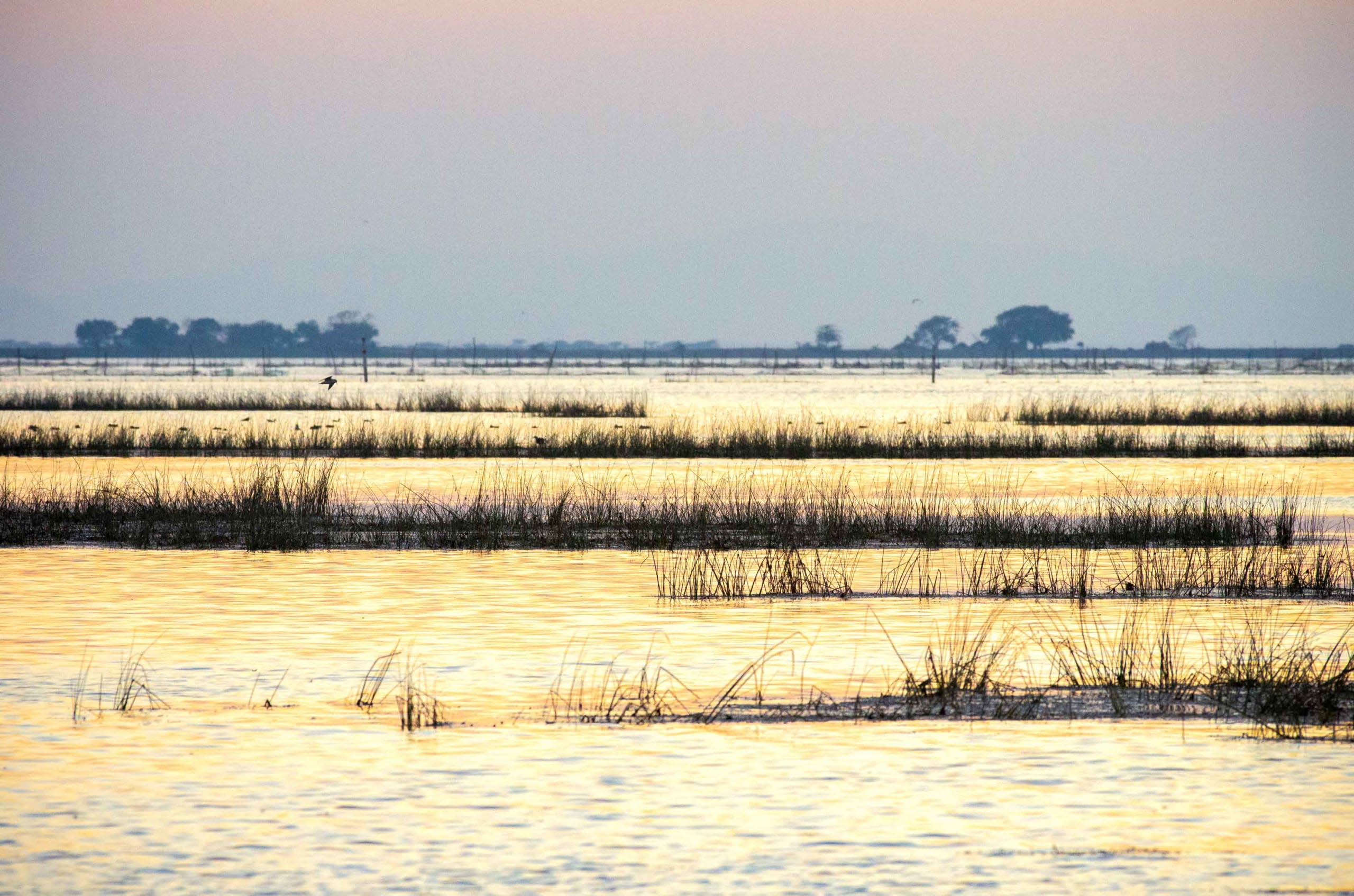 Nalabana Bird Sanctuary: Magnificent Reed Forest 