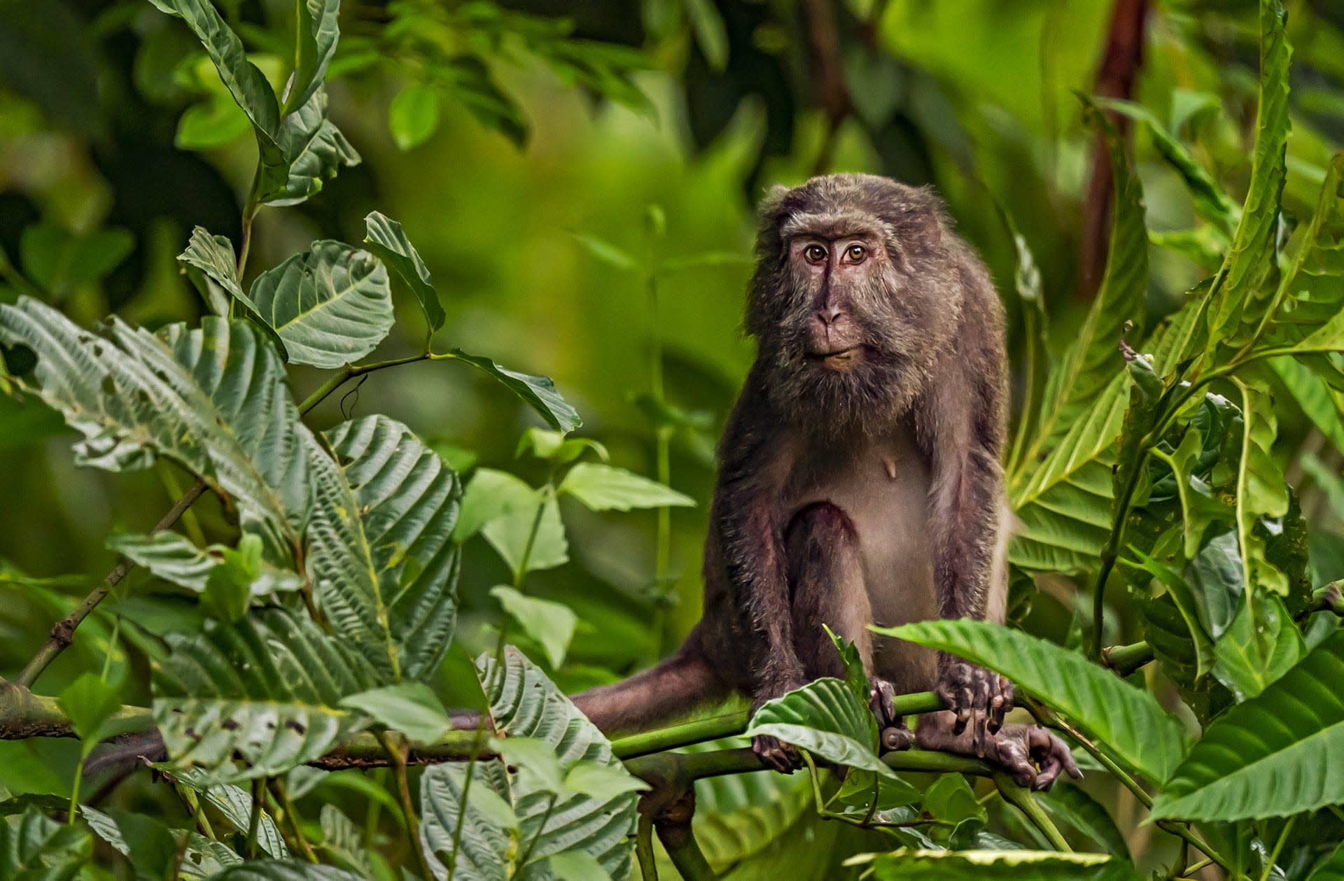 Nicobar Long-tailed Macaque