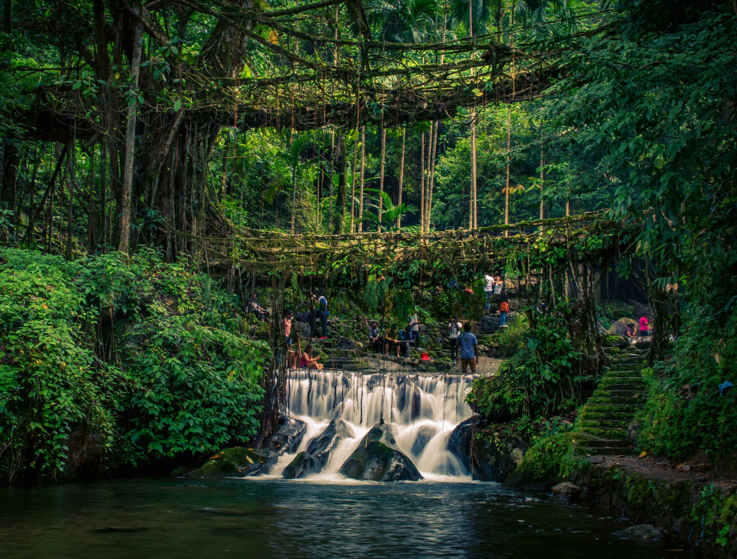 The Living Root Bridges of Meghalaya