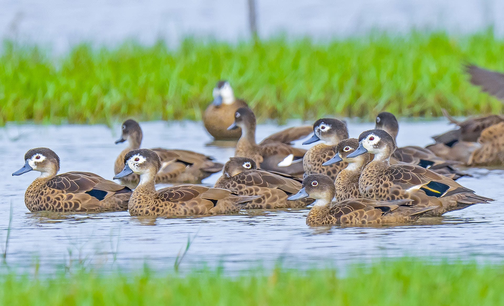 Sippighat Wetland: A Bird Haven Created by the Tsunami