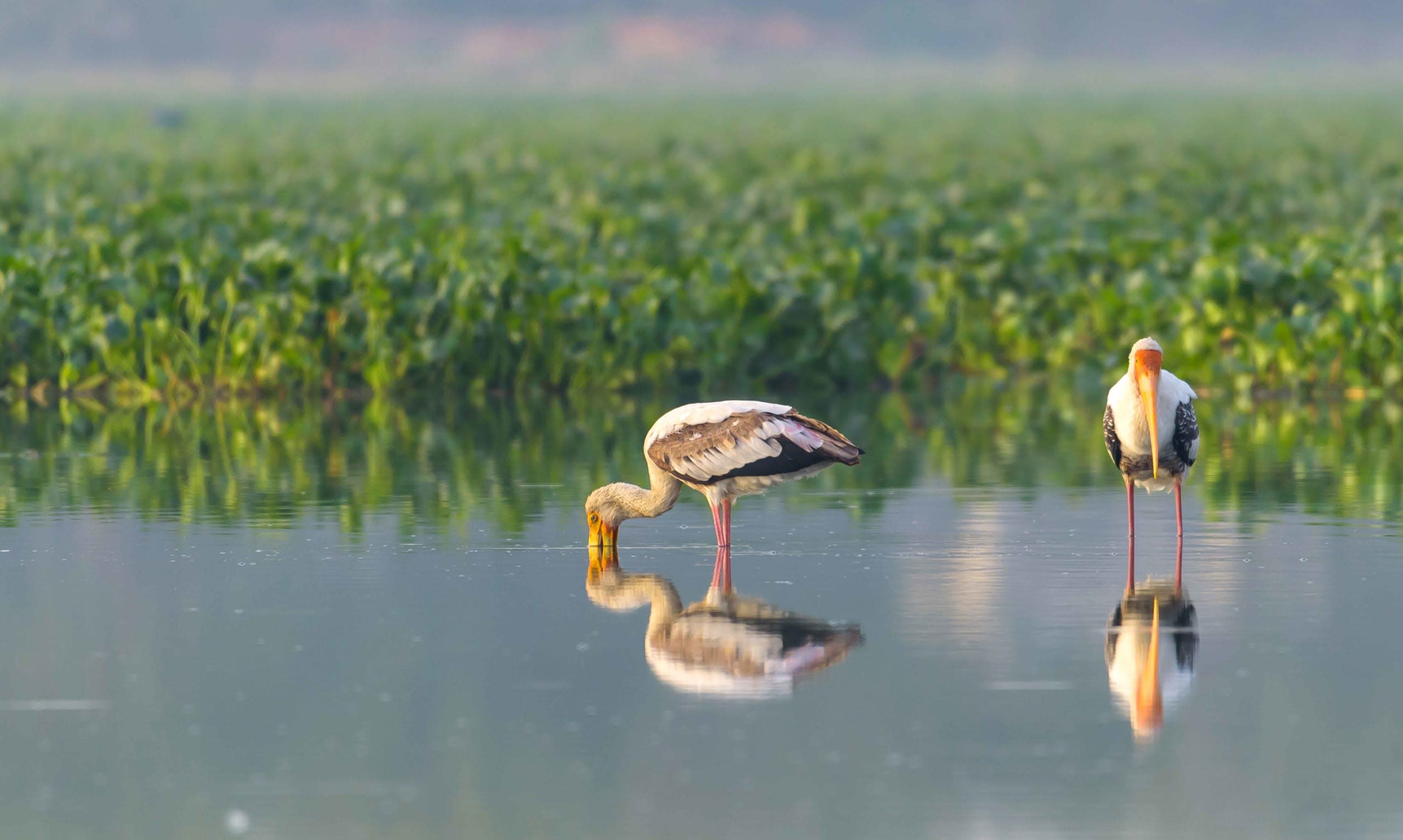 Rich Birdlife Call Attention to Delhi’s Disappearing Wetlands