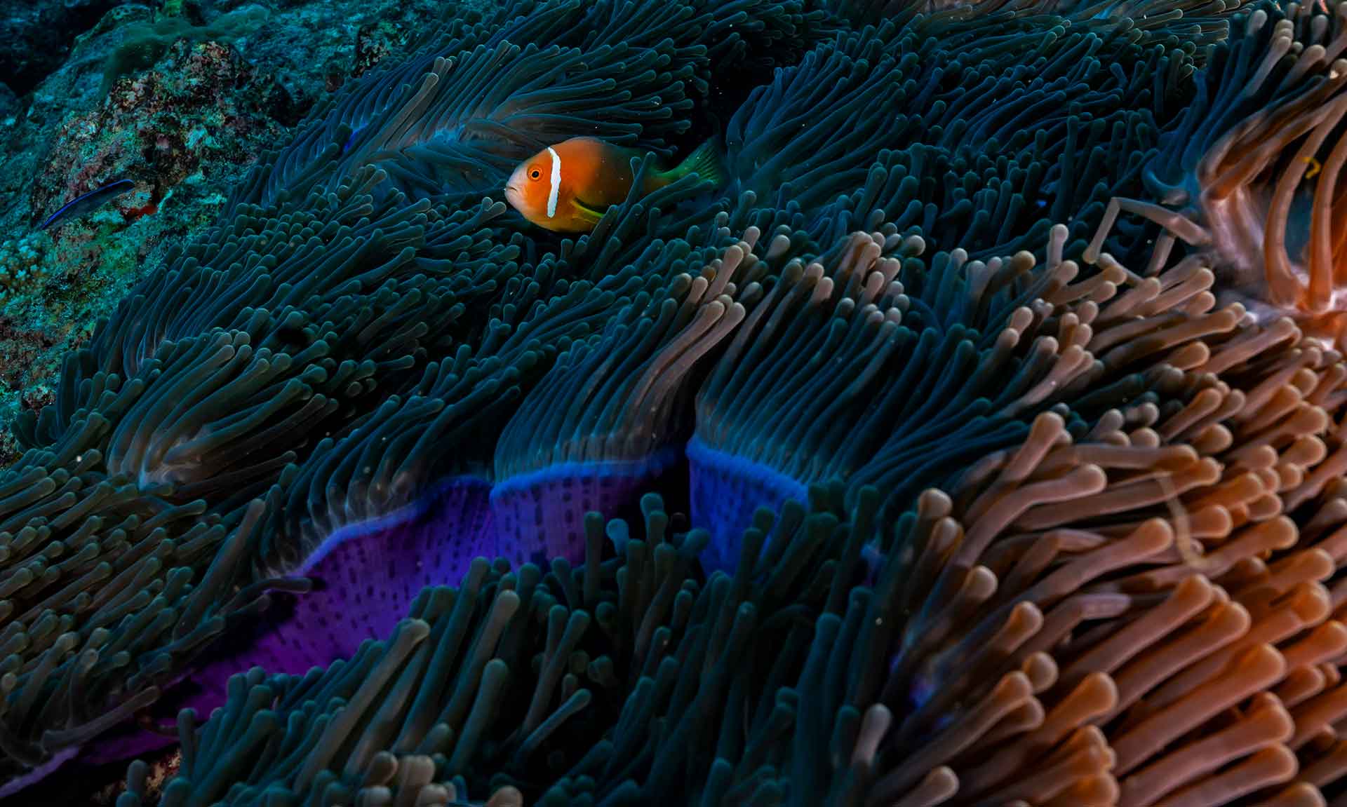 Sea-anemone-clownfish-swimming