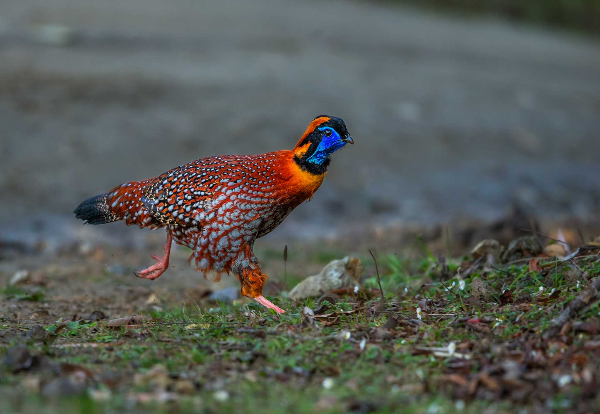 arunachal-eaglenest-temminck-tragopan-male-running