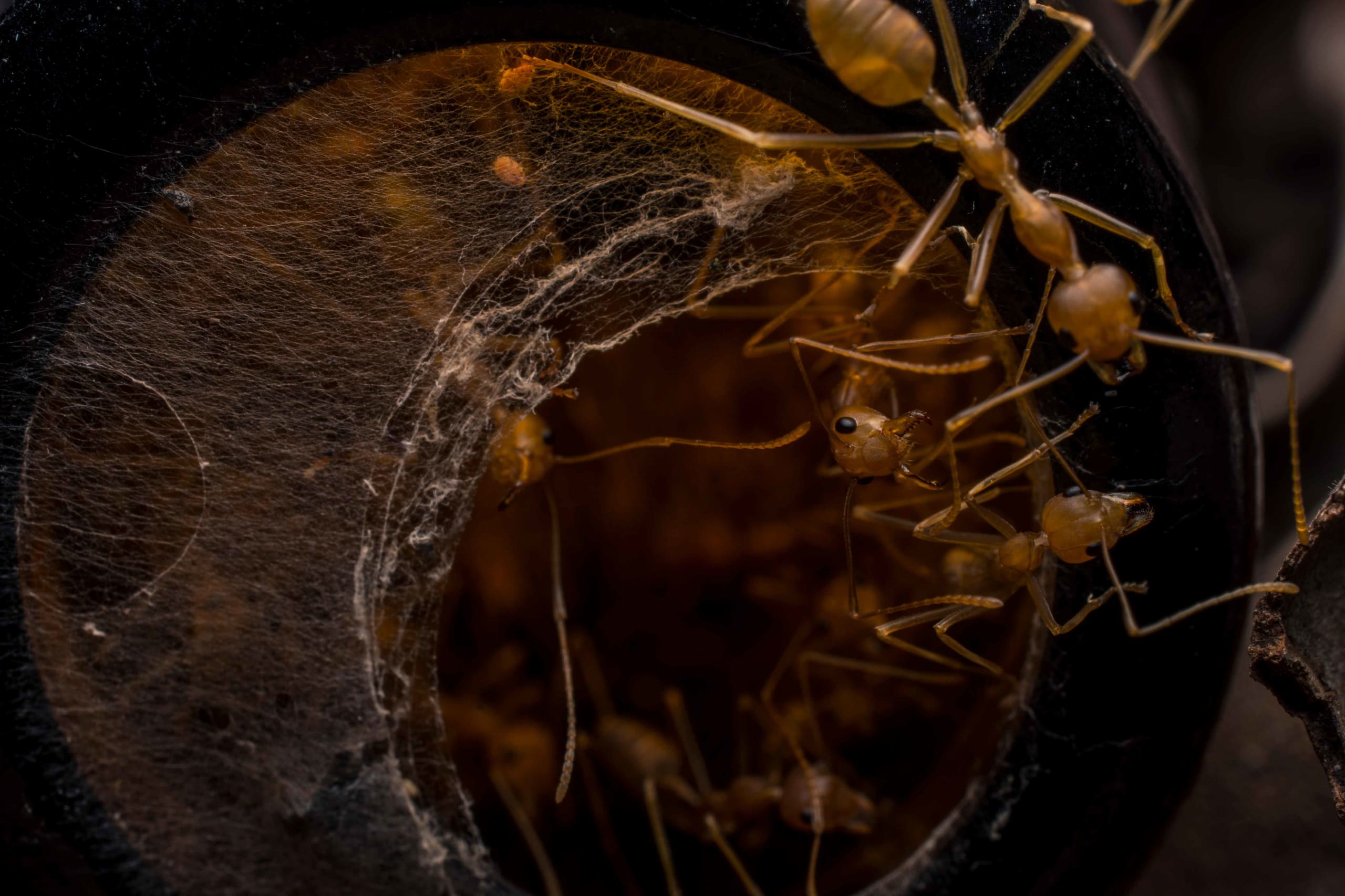 andamans-havelock-weaver-ant-oecophylla-smaragdina-colony-beer-bottle-emerge