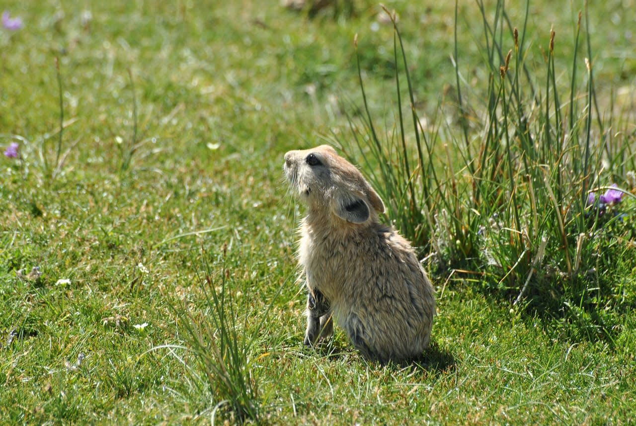 Ladakh Pika’s Winter Challenge