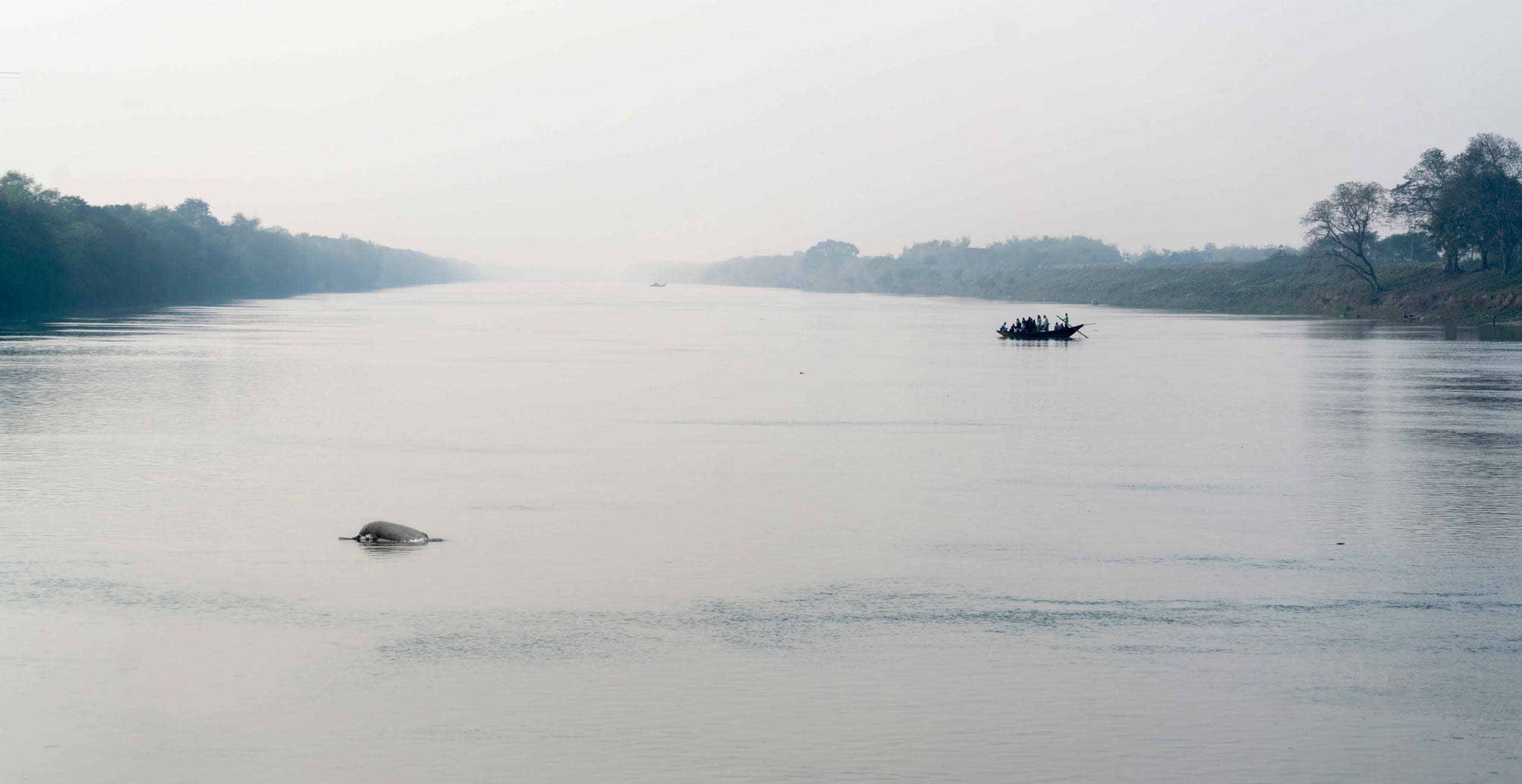 190 Dolphins Recorded in Mahananda Face Survival Challenges