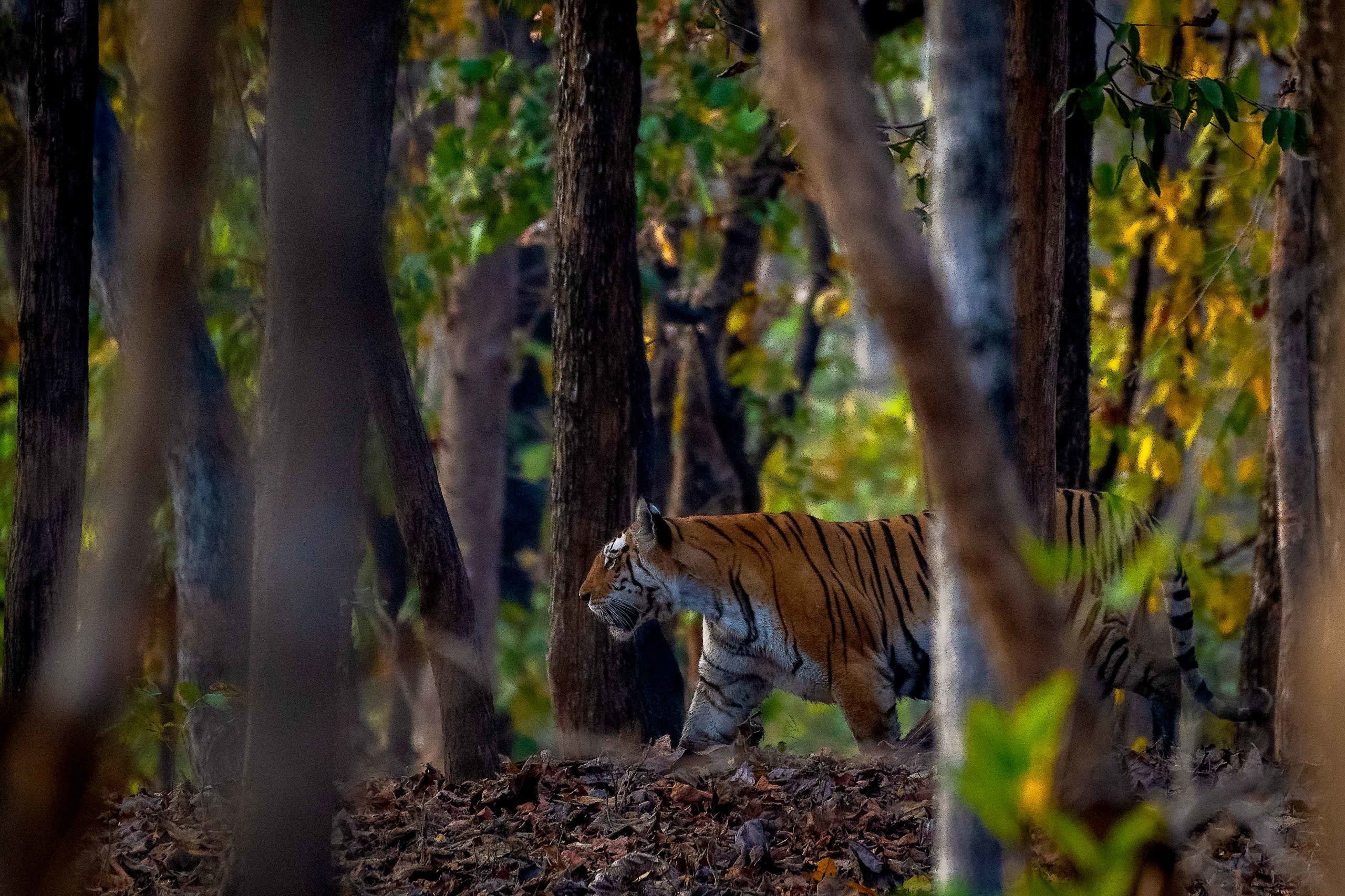 The Late Tigress, Collarwali of Pench