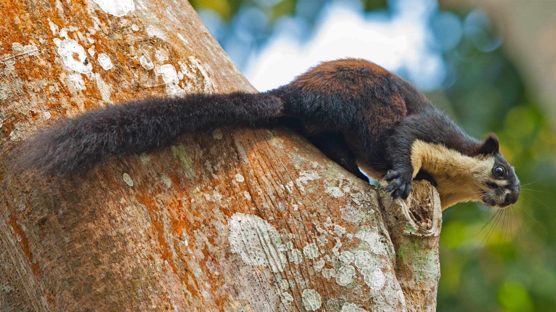Malayan Giant Squirrel: Namdapha's Treetop Acrobat