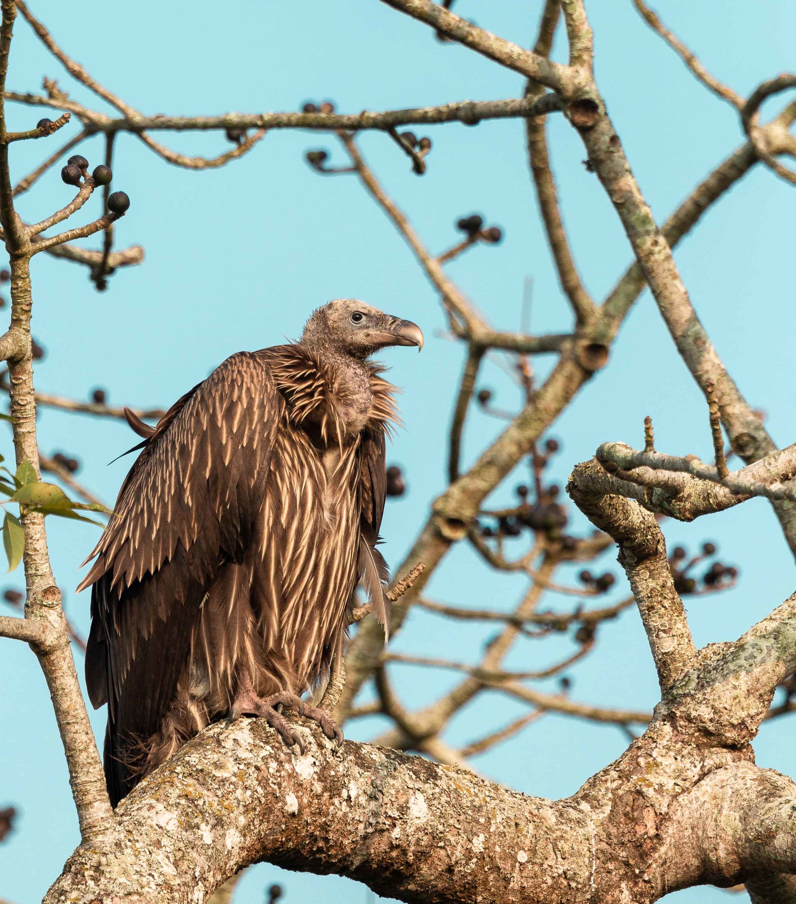 In Assam, Pesticide Poisoning Targeting Stray Dogs Kills Over 100 Vultures