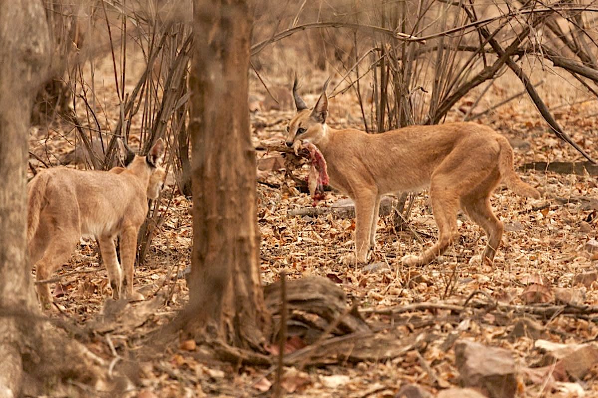 Caracal in Crisis: From a Life among Royals, to Fighting for Survival