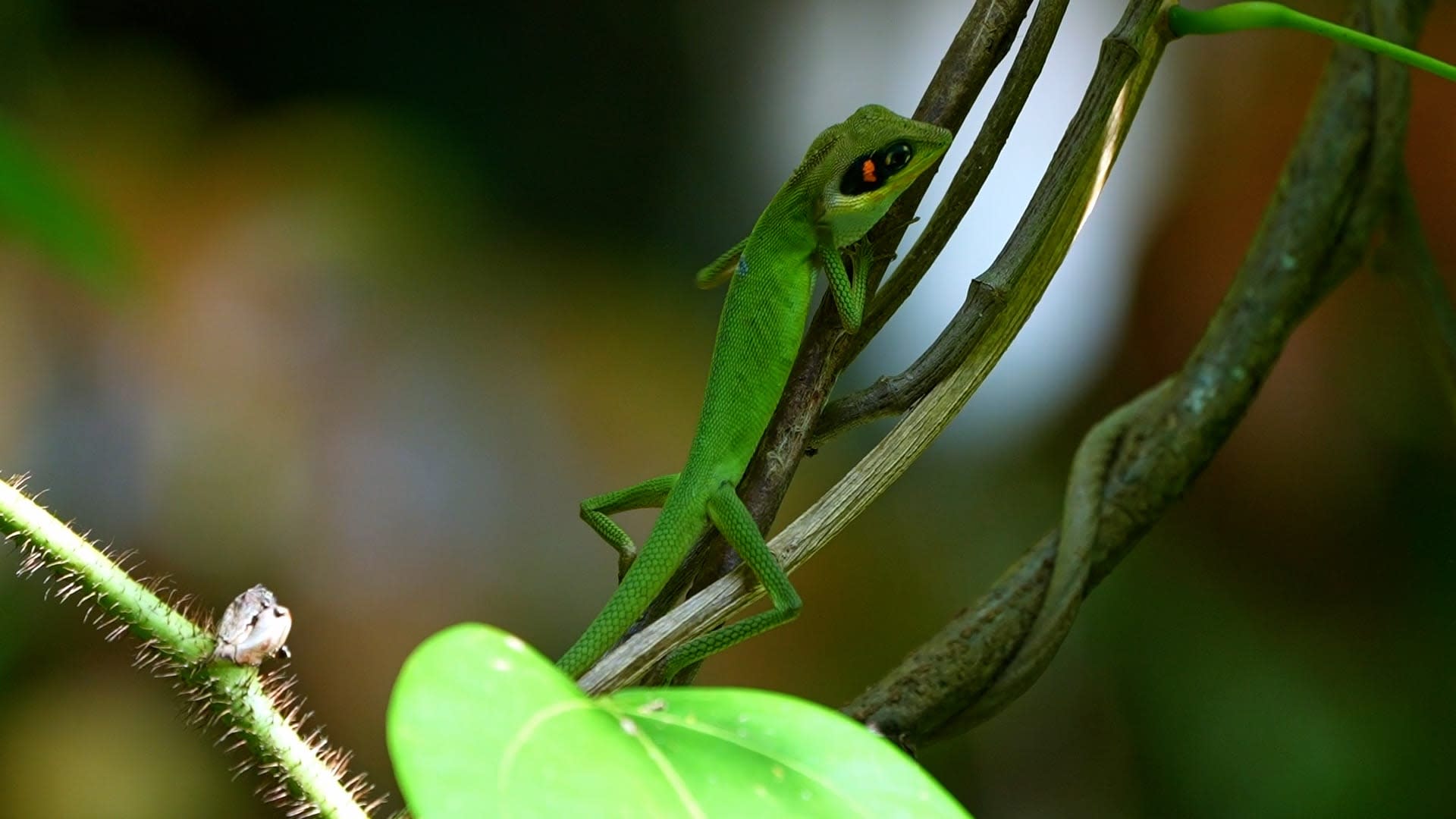 Island Romance: Daniel's Forest Lizard Looks for a Mate