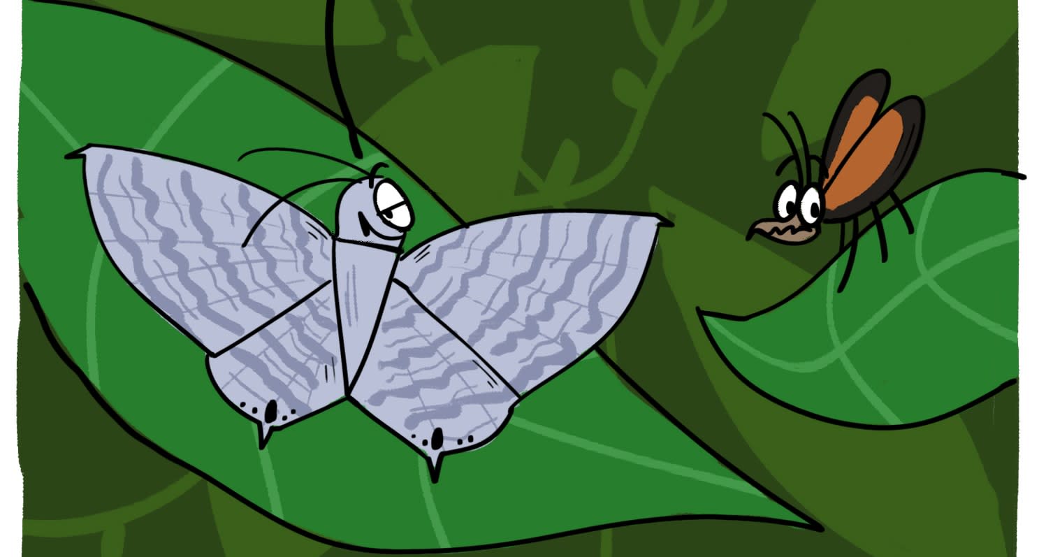 The Grey Swallowtail Moth Chooses Sustainability Over Fashion