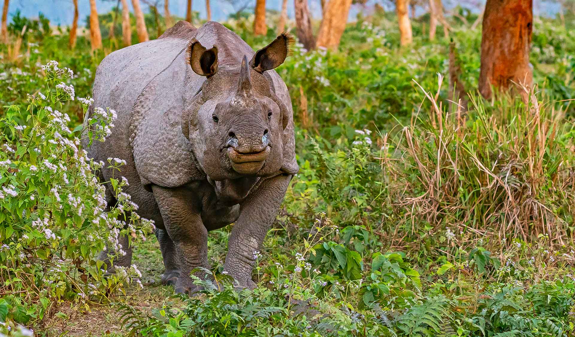 Back From the Brink: The Rhinos of Jaldapara