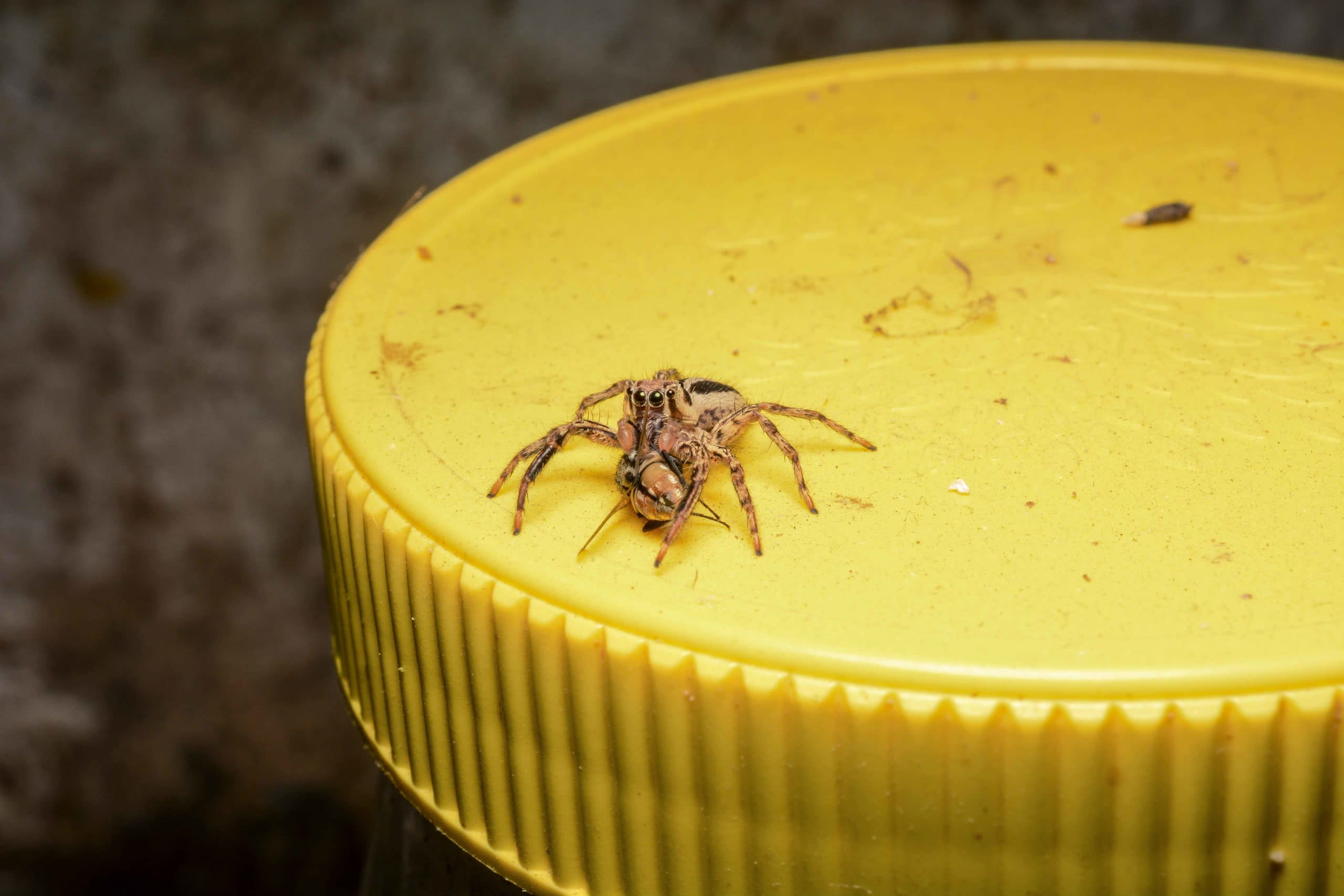 Resident Predators: Living With Spiders