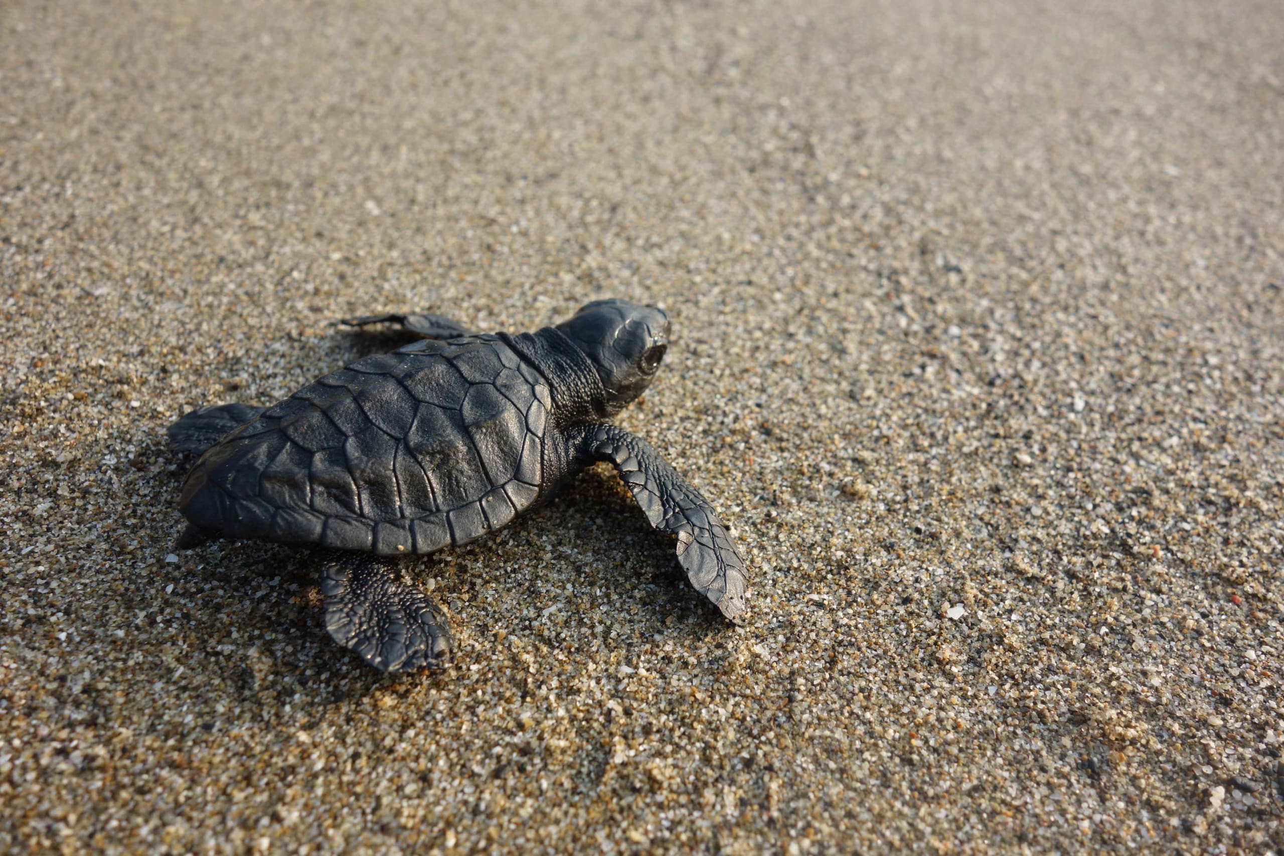 Olive Ridley Turtles Threatened by Upcoming Port in Karnataka