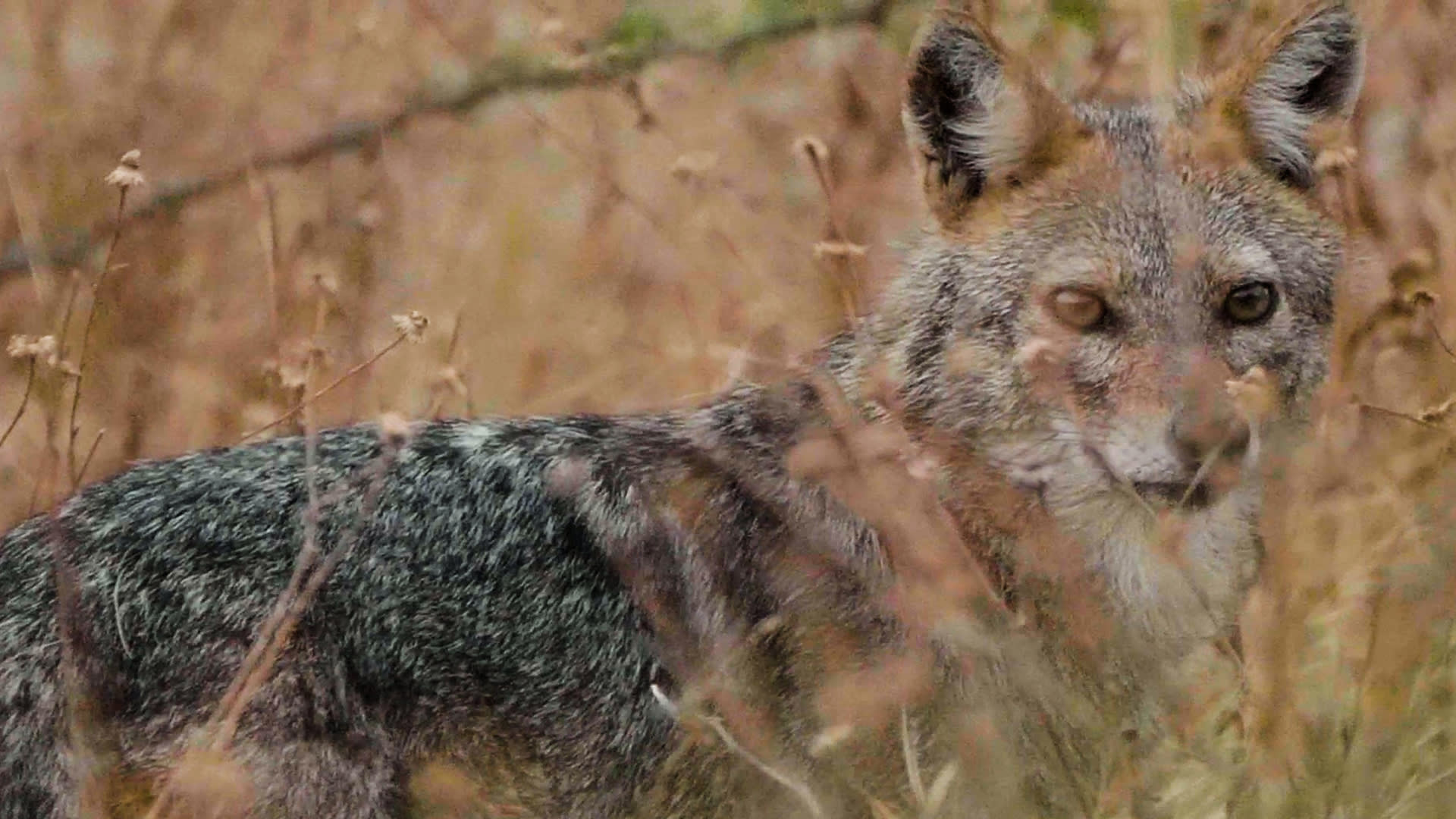 Saving the Forgotten Wilds of Koppal: Why This Biodiverse Ecosystem Needs to Be Conserved