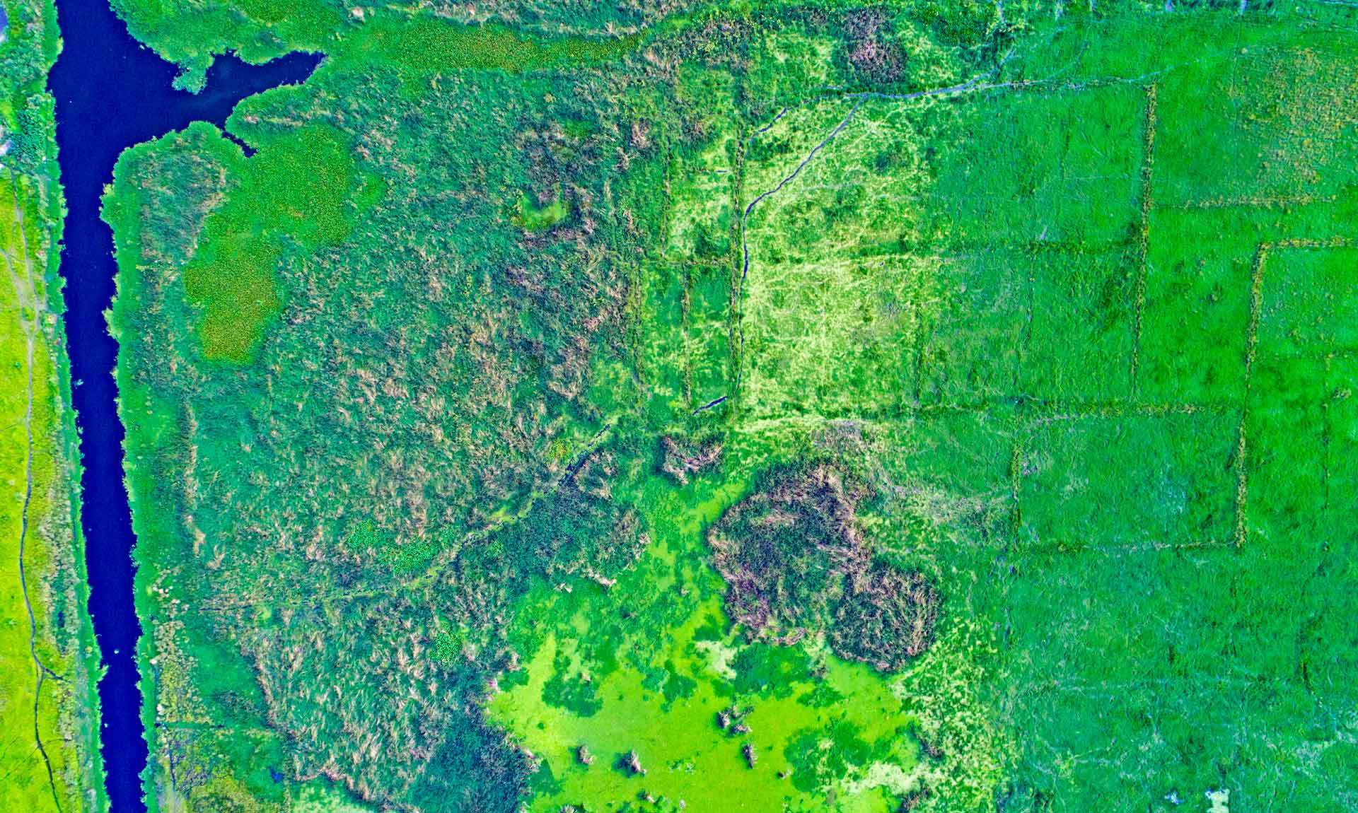 Unsung Guardians: The Vital Wetlands of Kolkata