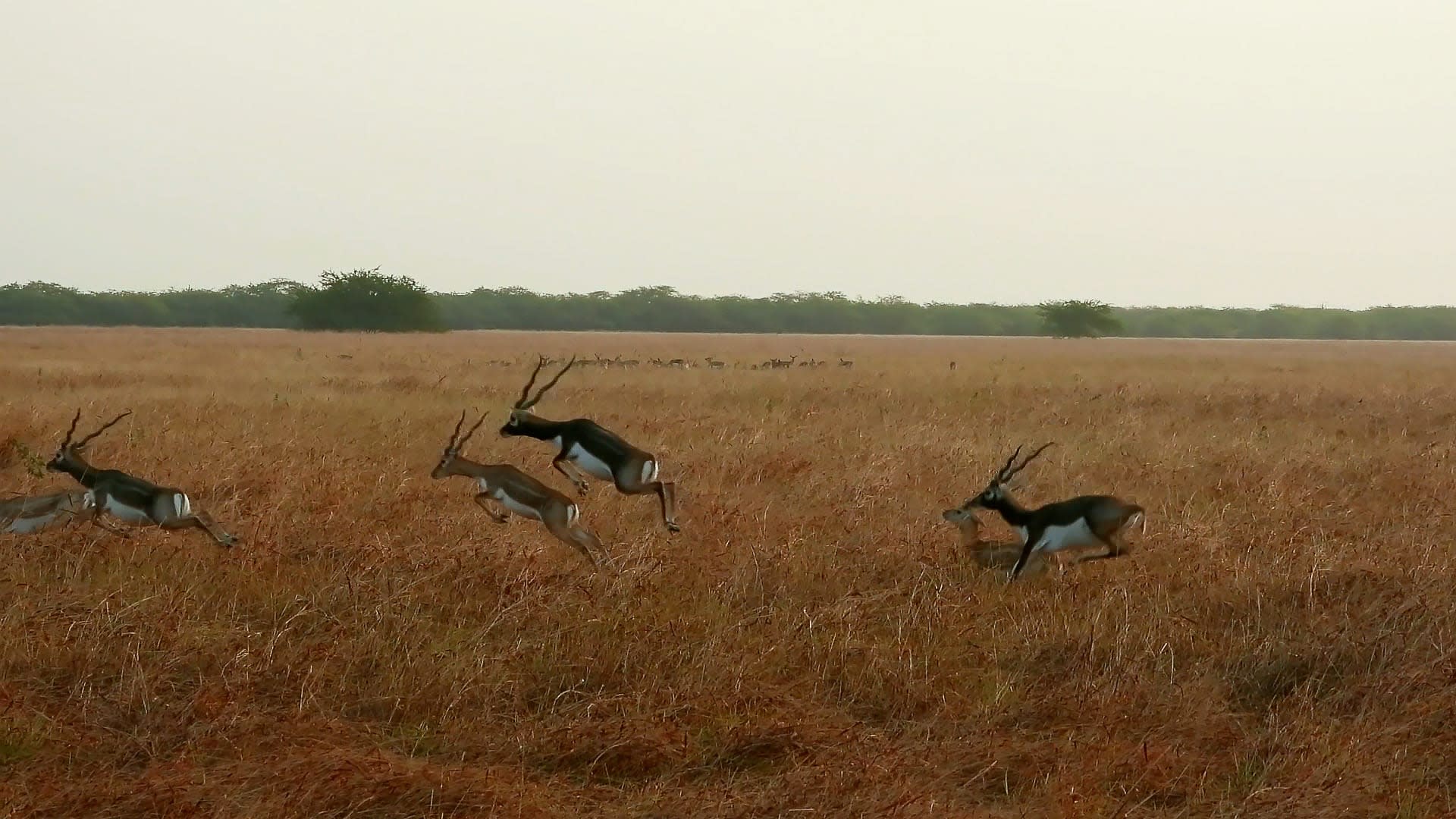 The Buck Stops Here: Blackbucks- Sprinters of Our Golden Grasslands