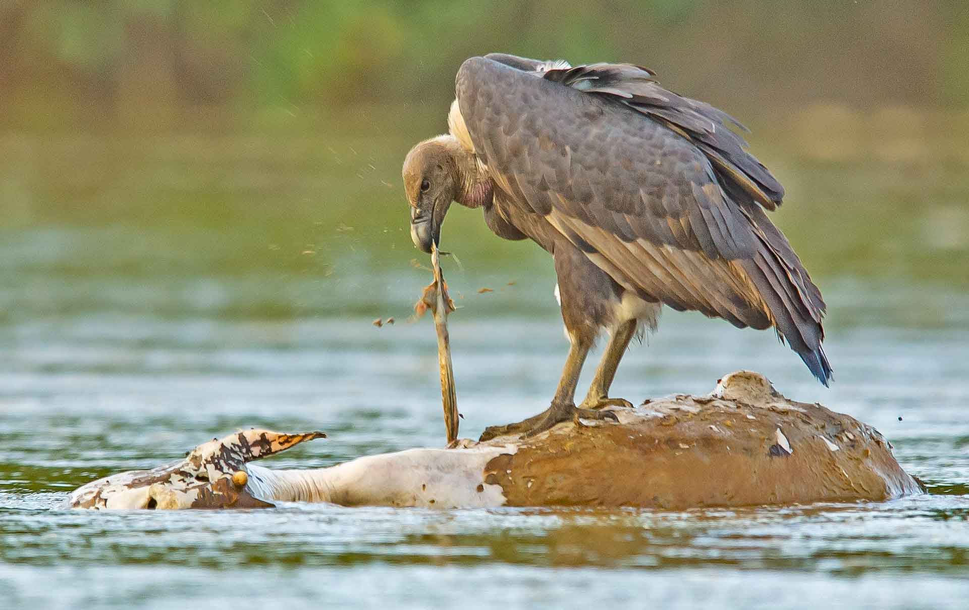 Fall of the House of Vultures (And How We Can Stop It)