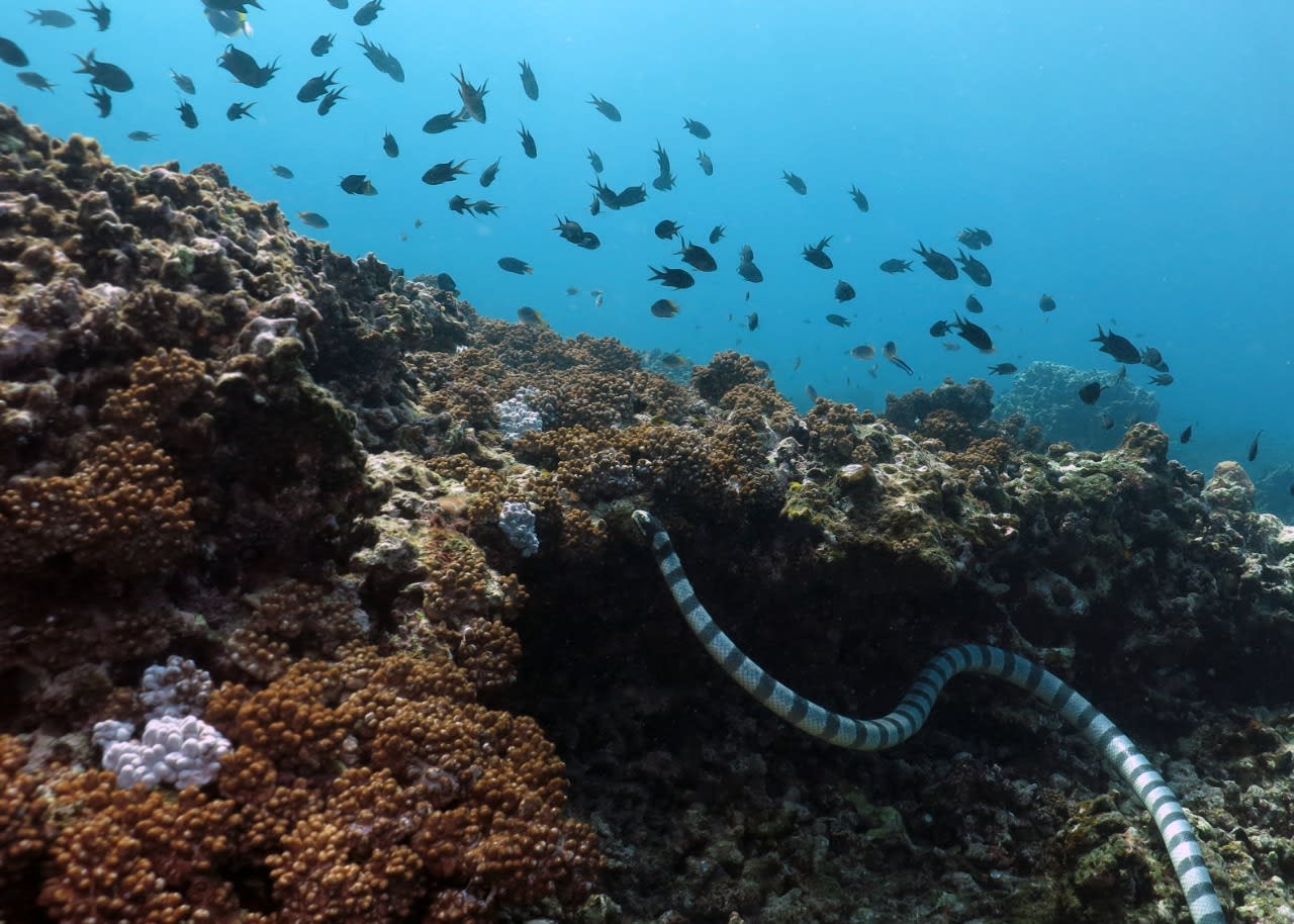 Between Land and Water: The Dual Life of a Sea Krait