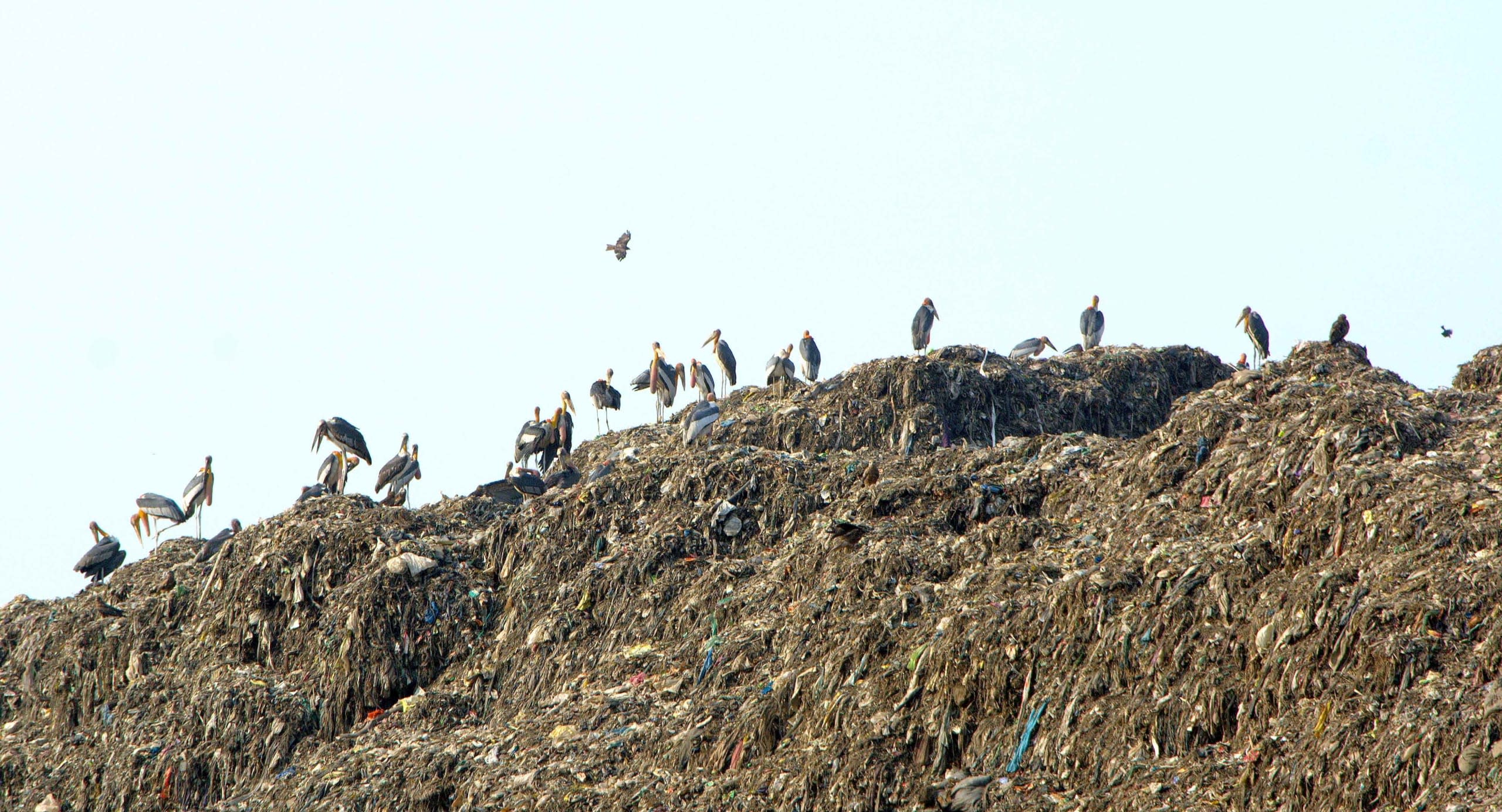 Untreated Legacy Waste is Harming Deepor Beel Wetland