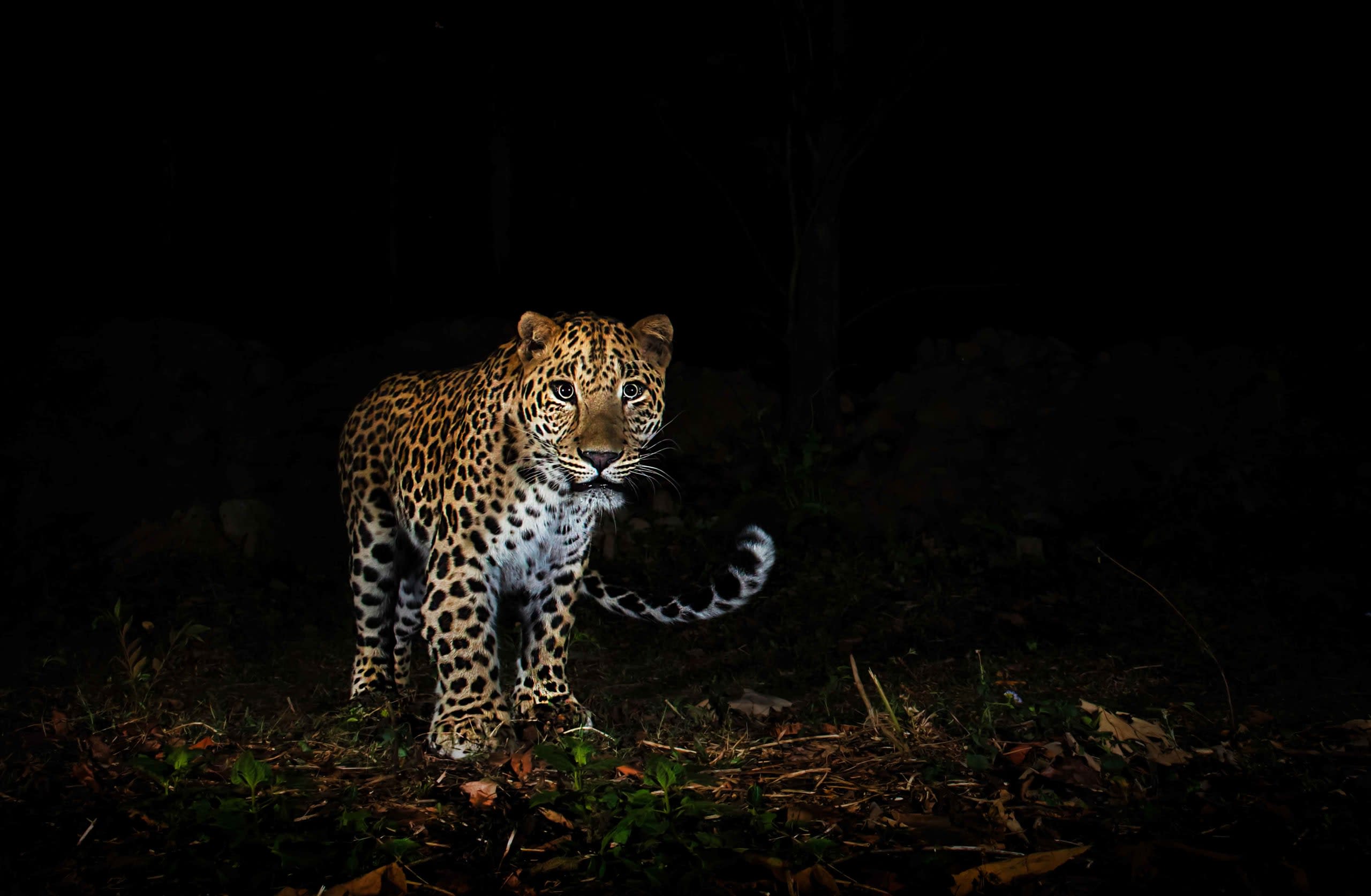 Leopard
