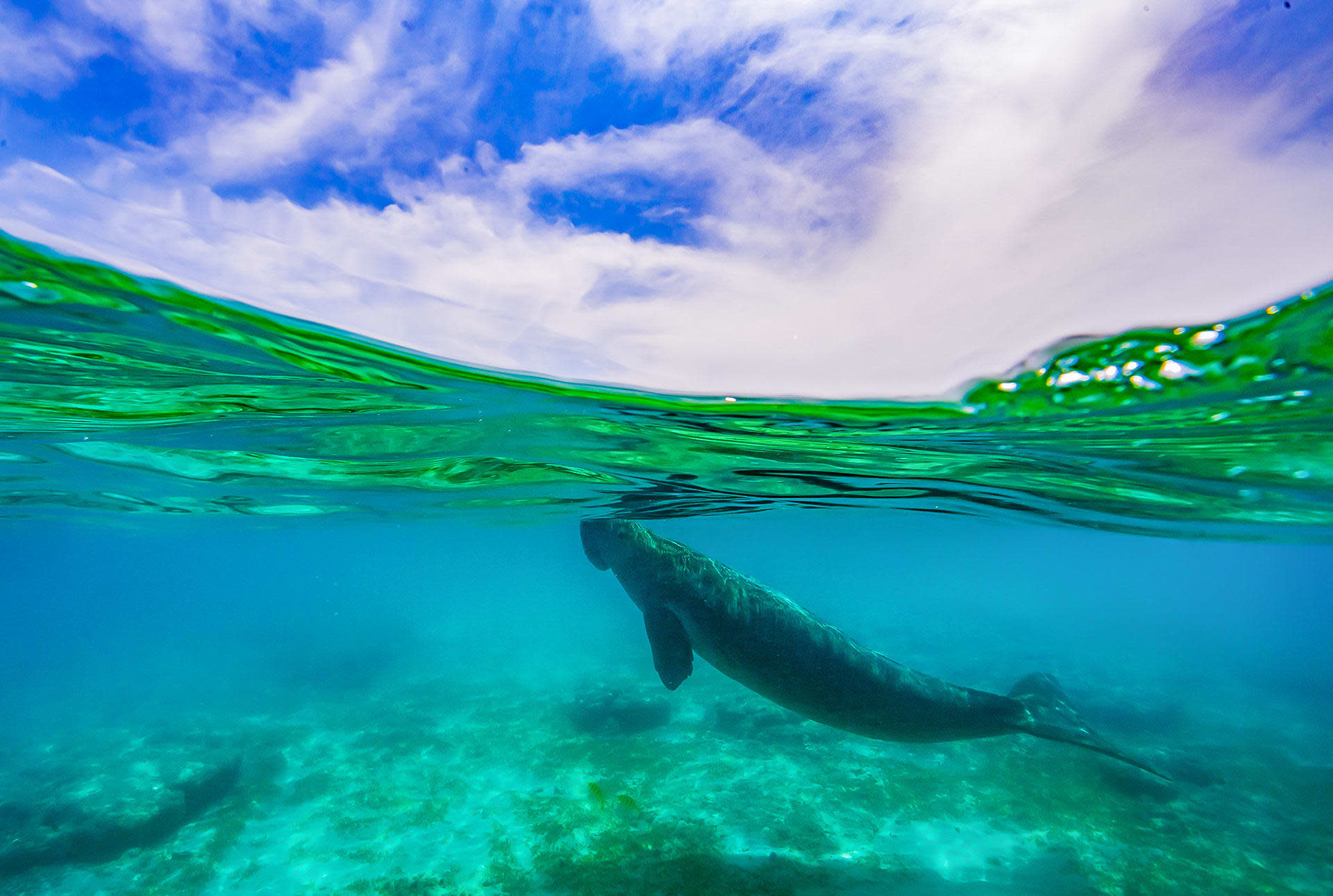 Decoding Dugong Days in Indian Waters