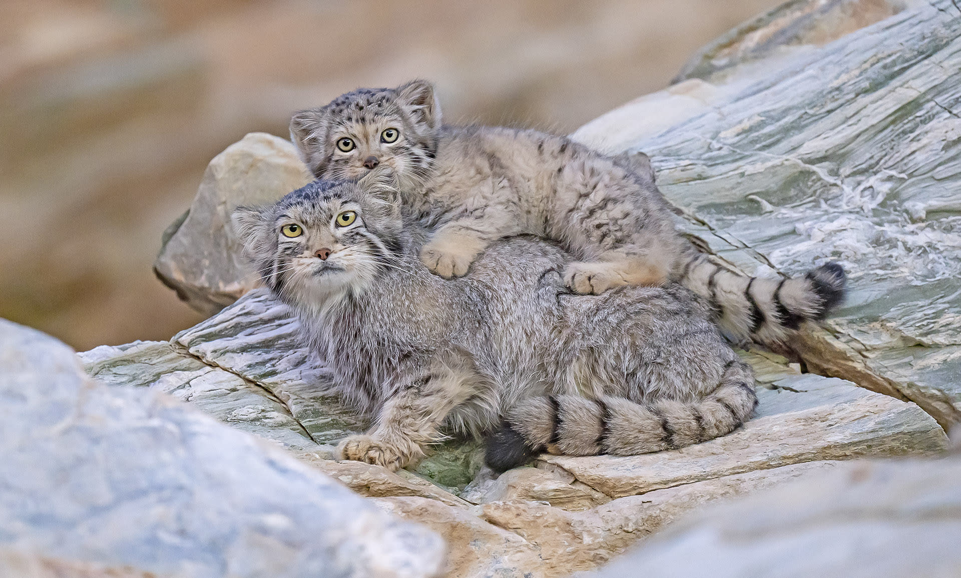 ladakh-hanley-pallas-cat-mother in Ladakh, Hanley 