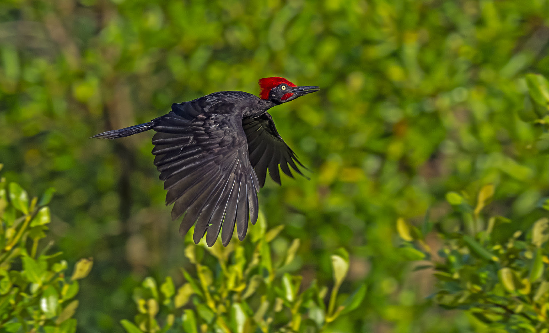 Andaman woodpecker