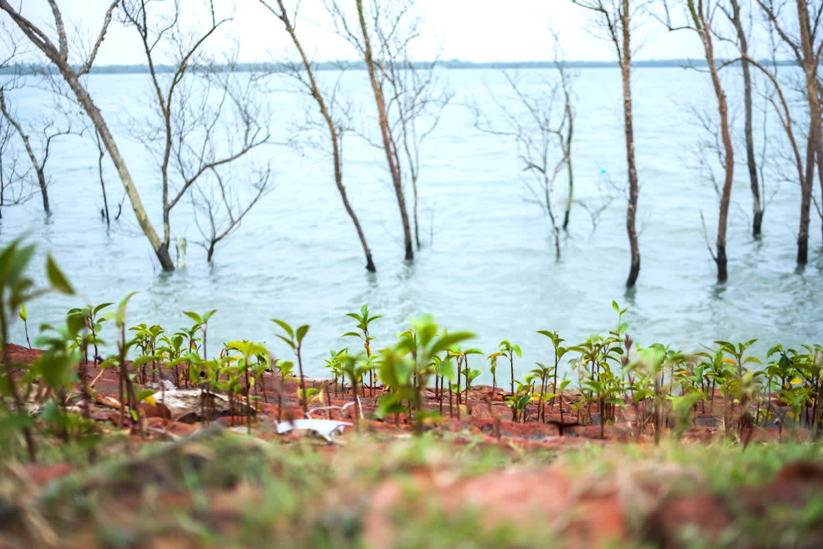 Safeguarding Mangrove Plantations in the Sundarbans