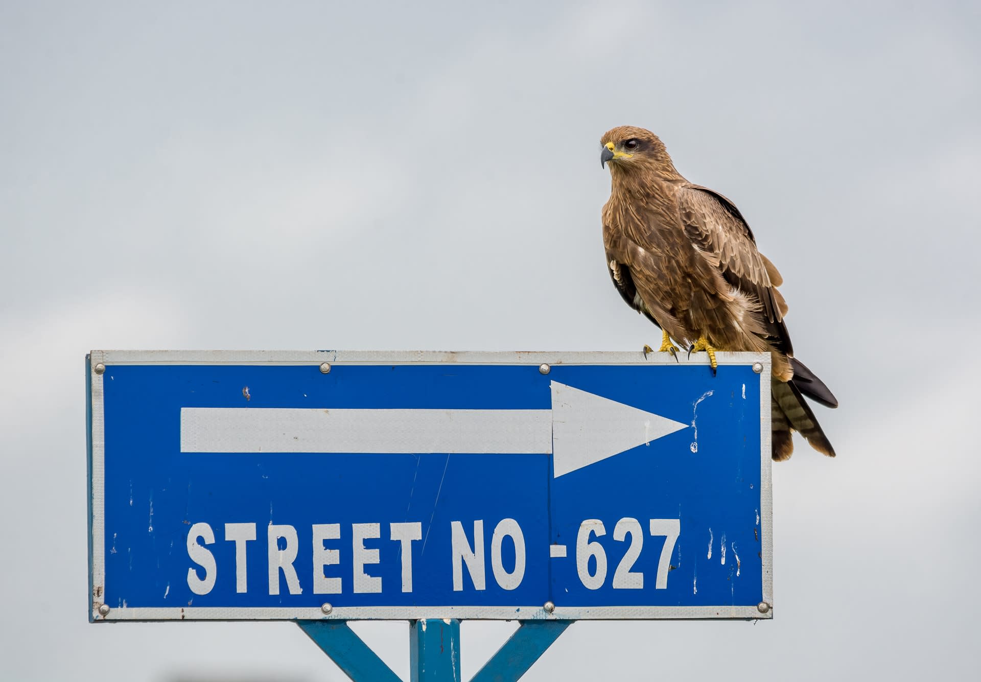 Urban Design Planning and the Birds of Kolkata