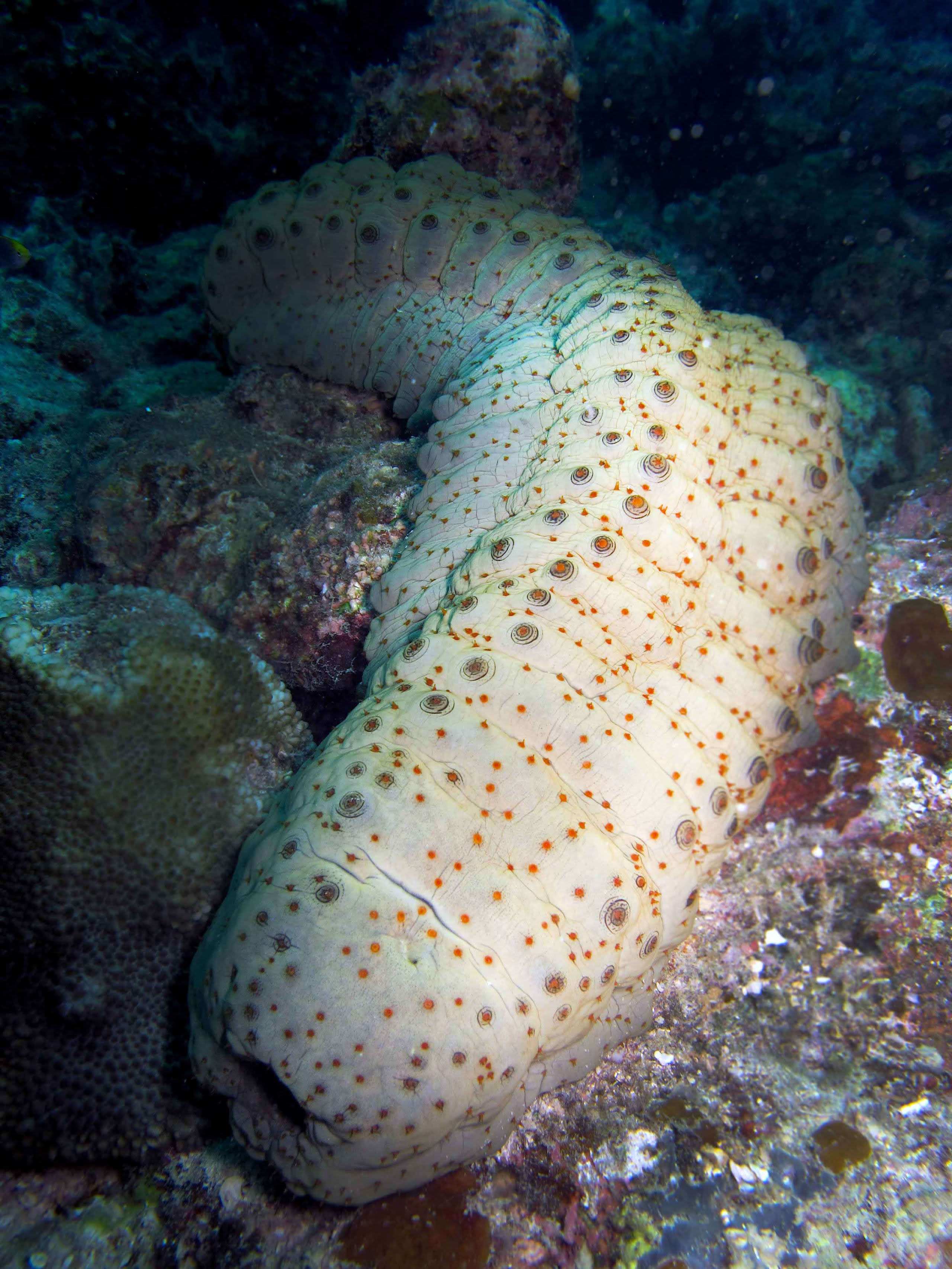 Sea Cucumbers: Illegal trade and the Blame Game