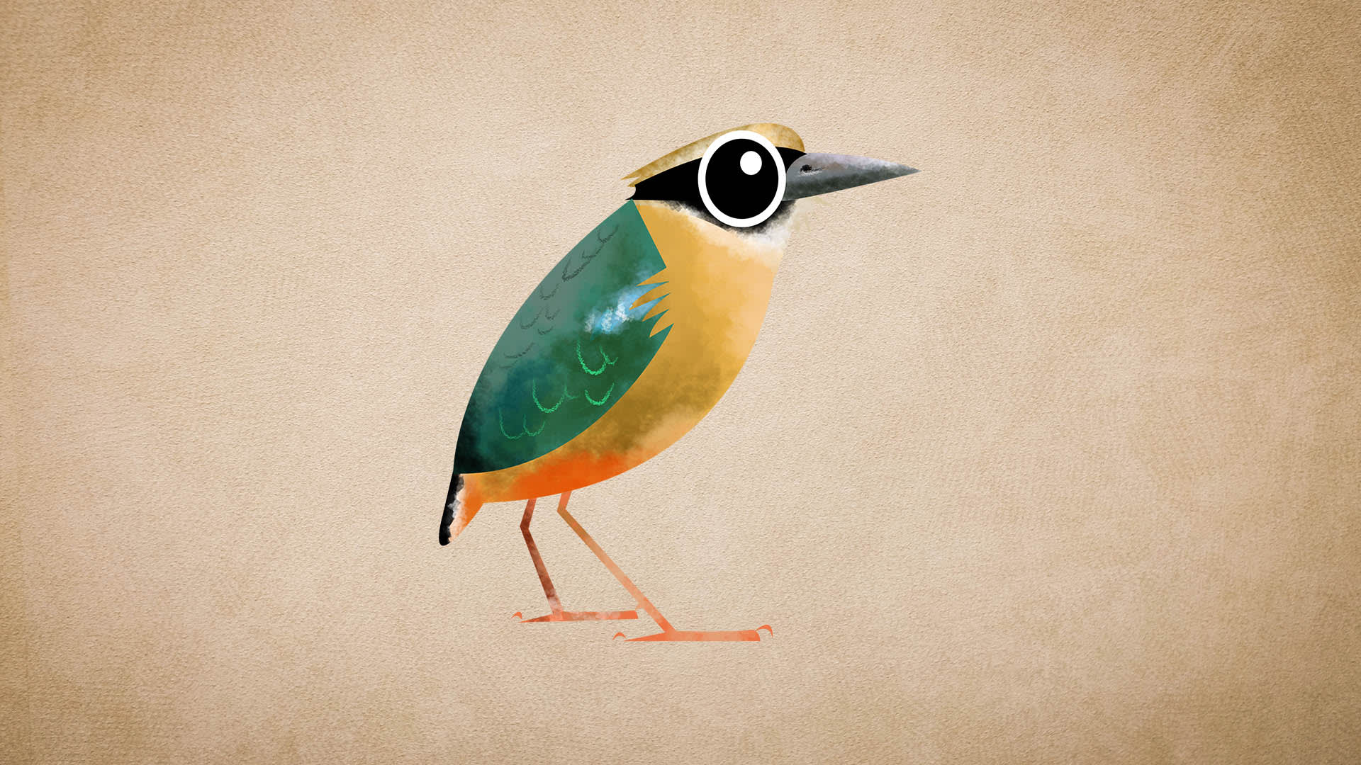 Indian Pitta: Call, Migration, Breeding