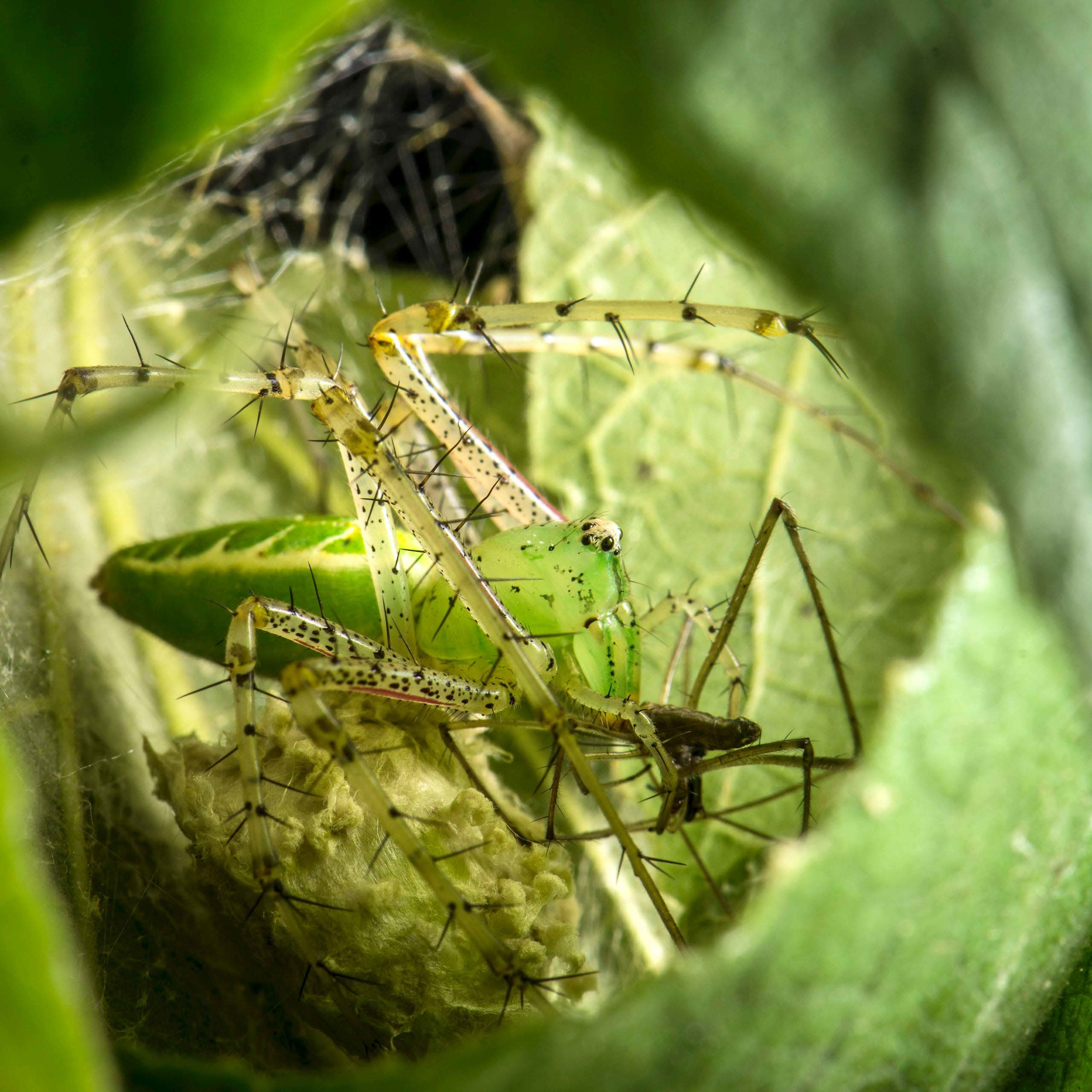 My Space: When Lynx Spiders Find Their Niche
