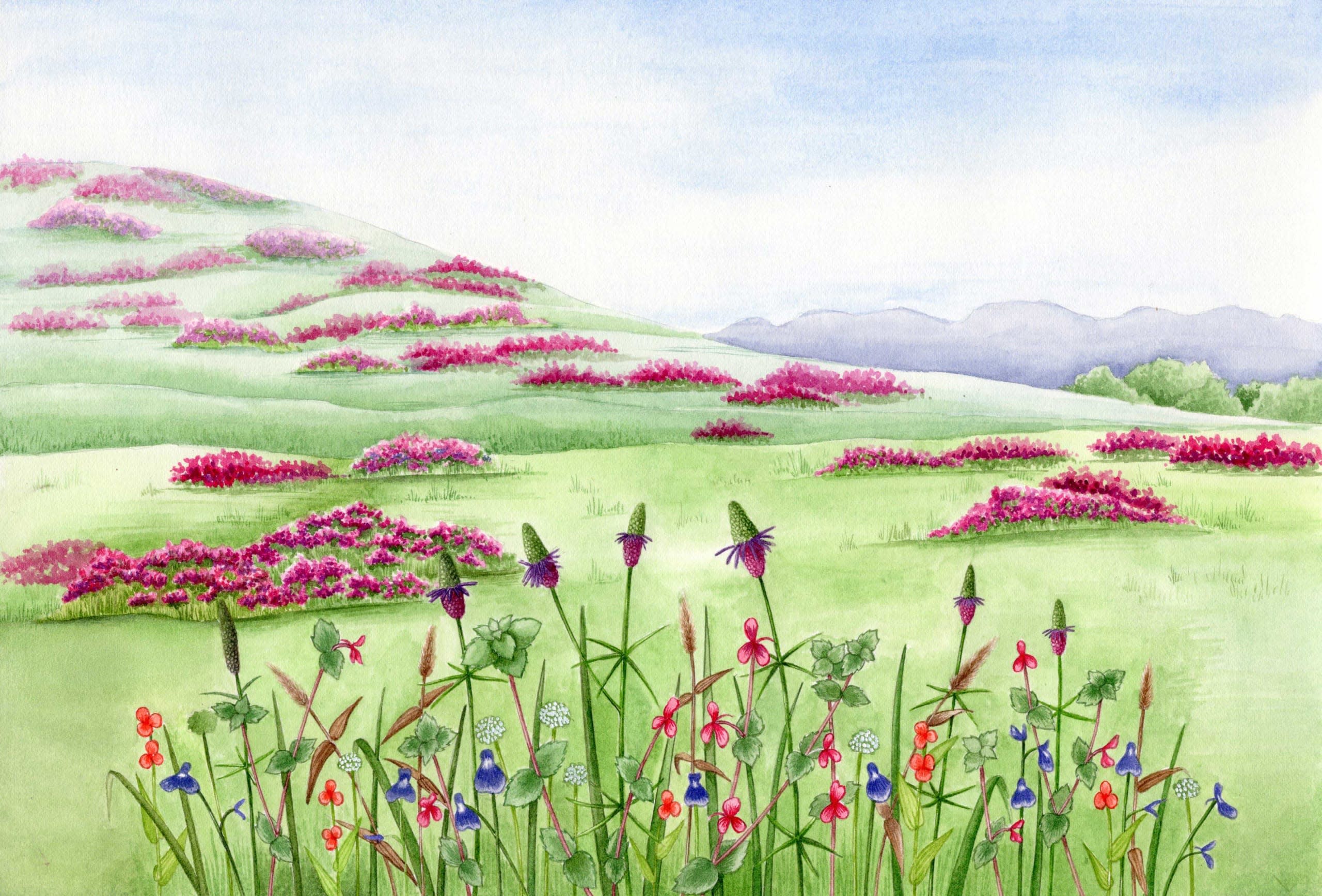 Colourful Company: Where the Wildflowers Bloom