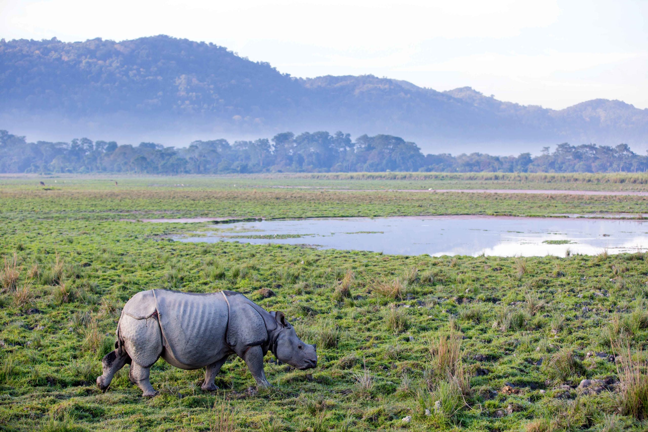 The Rhino’s Future in India