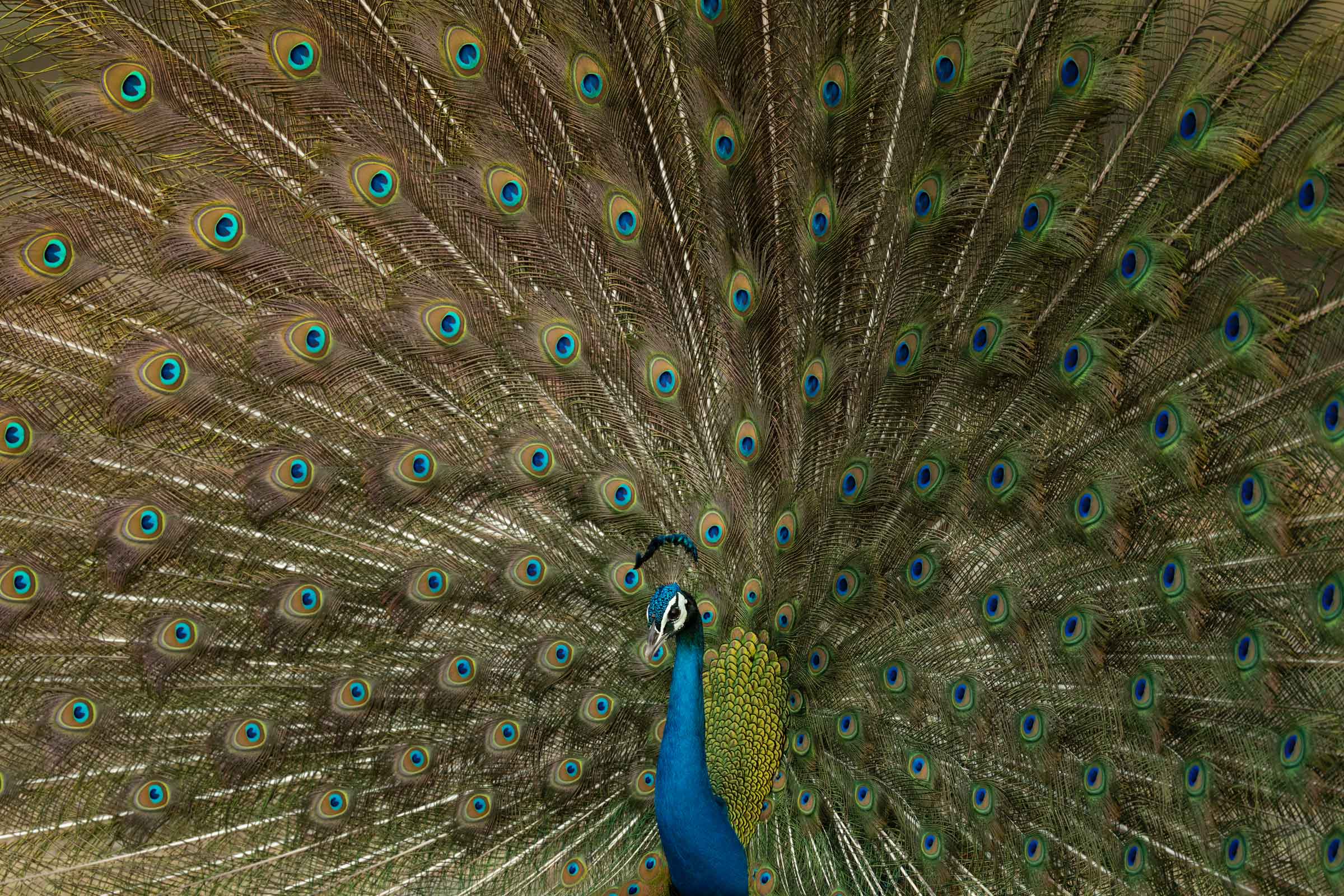 Peafowl