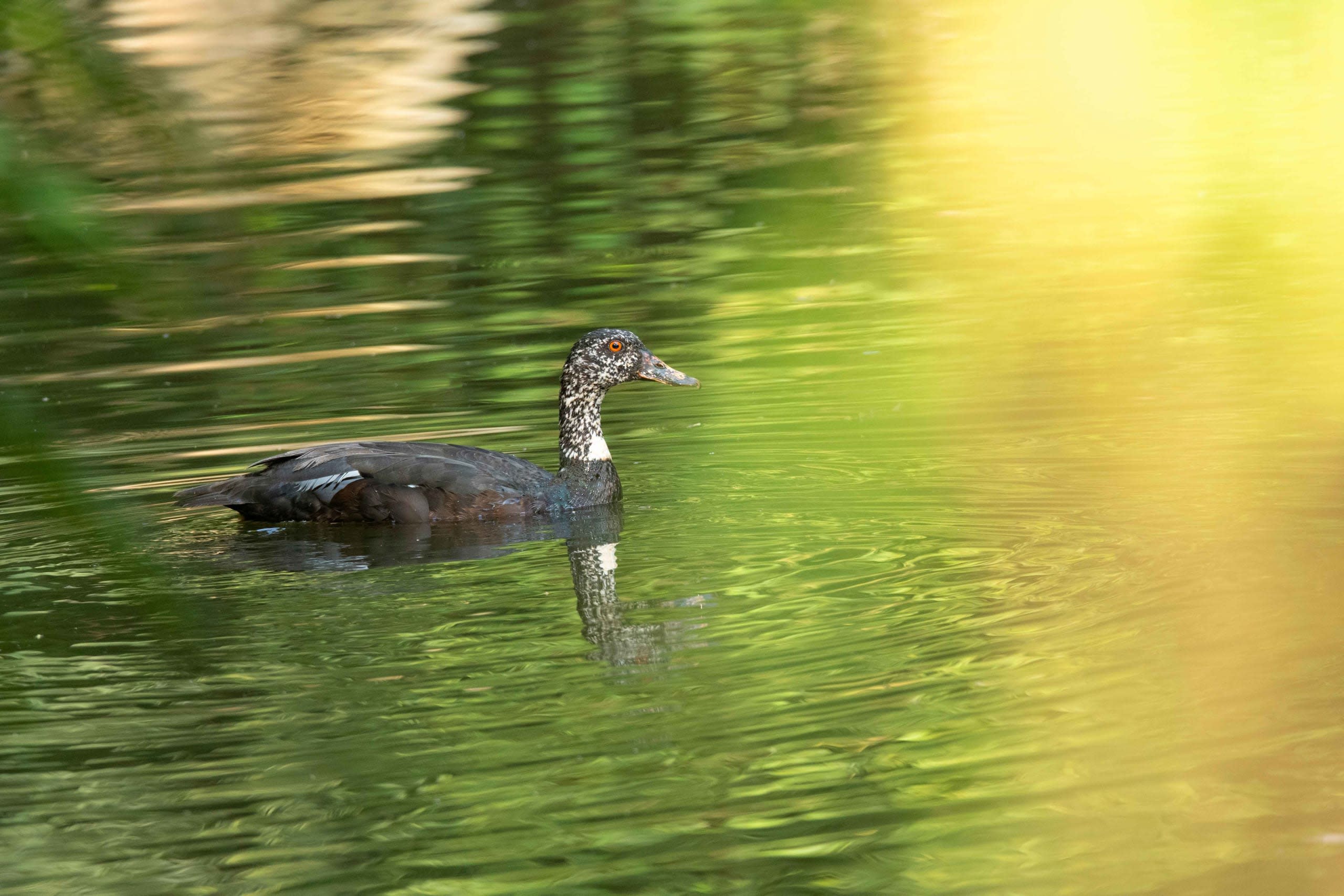 White-winged Wood Duck