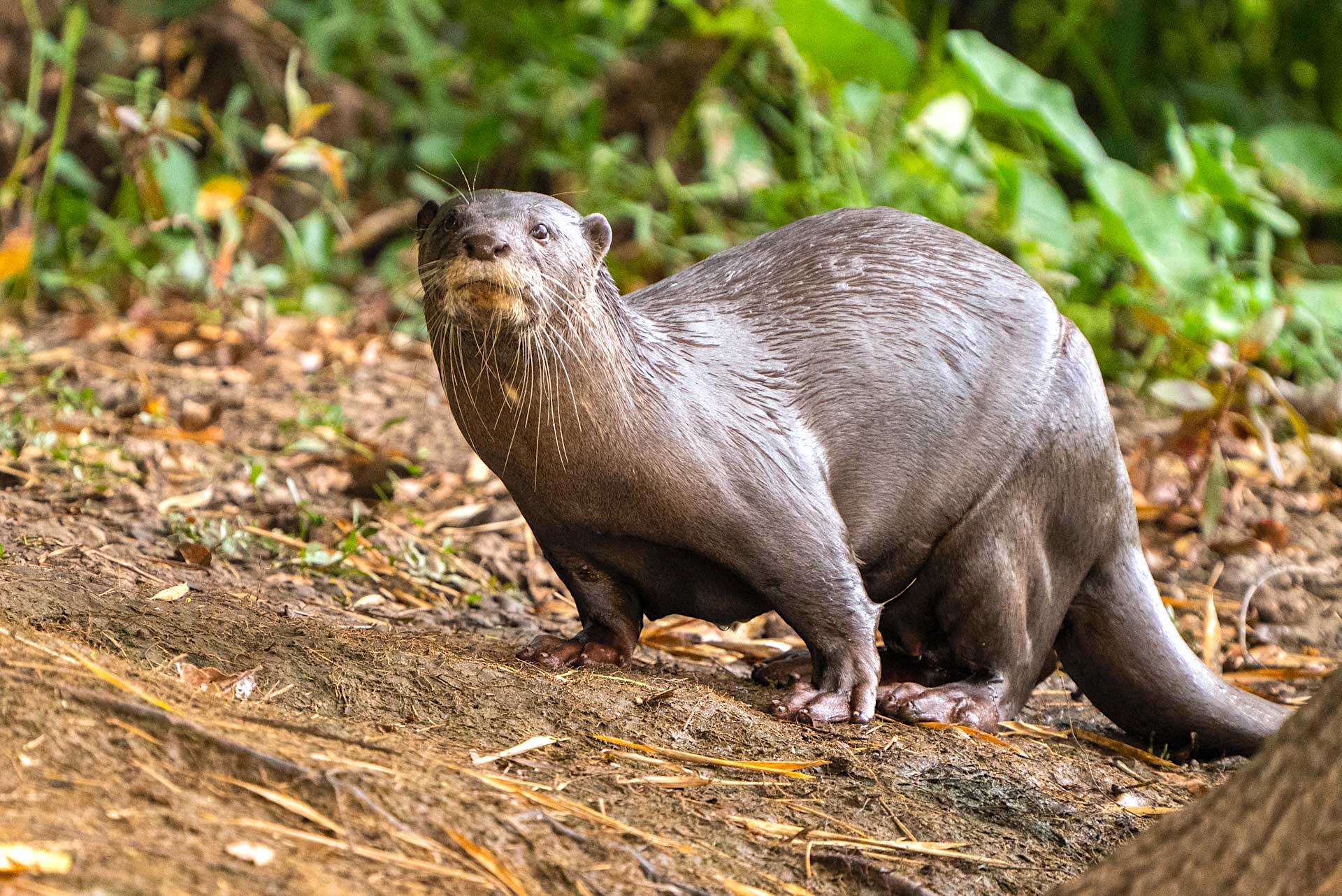 Under Fire: Smooth-coated Otters on the Cauvery