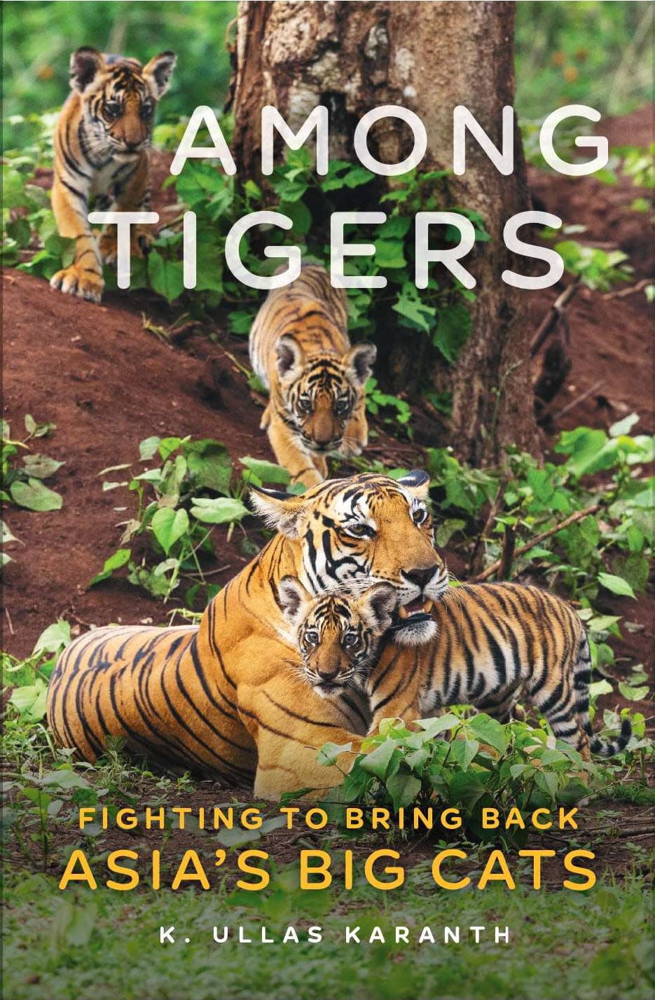 Finding a Tranquilised Wild Tiger