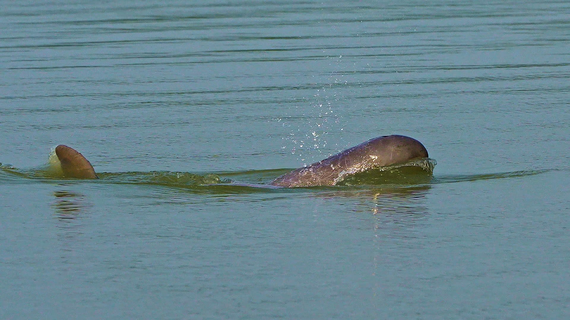 Fishing Friends: The Irrawaddy Dolphins of Chilika