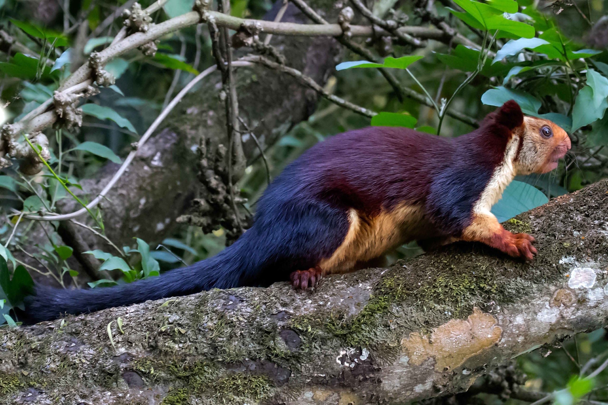 Malabar giant squirrel (ratufa indica)