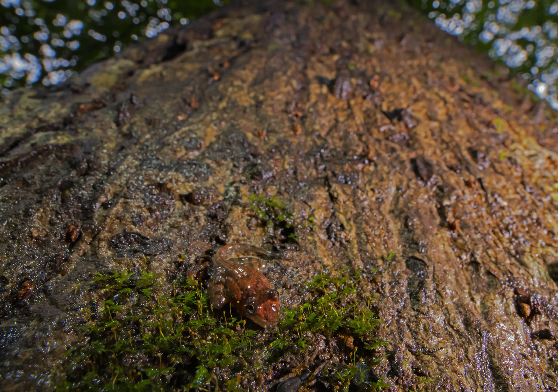An indirana genus tadpole camouflaged on a tree bark in Goa