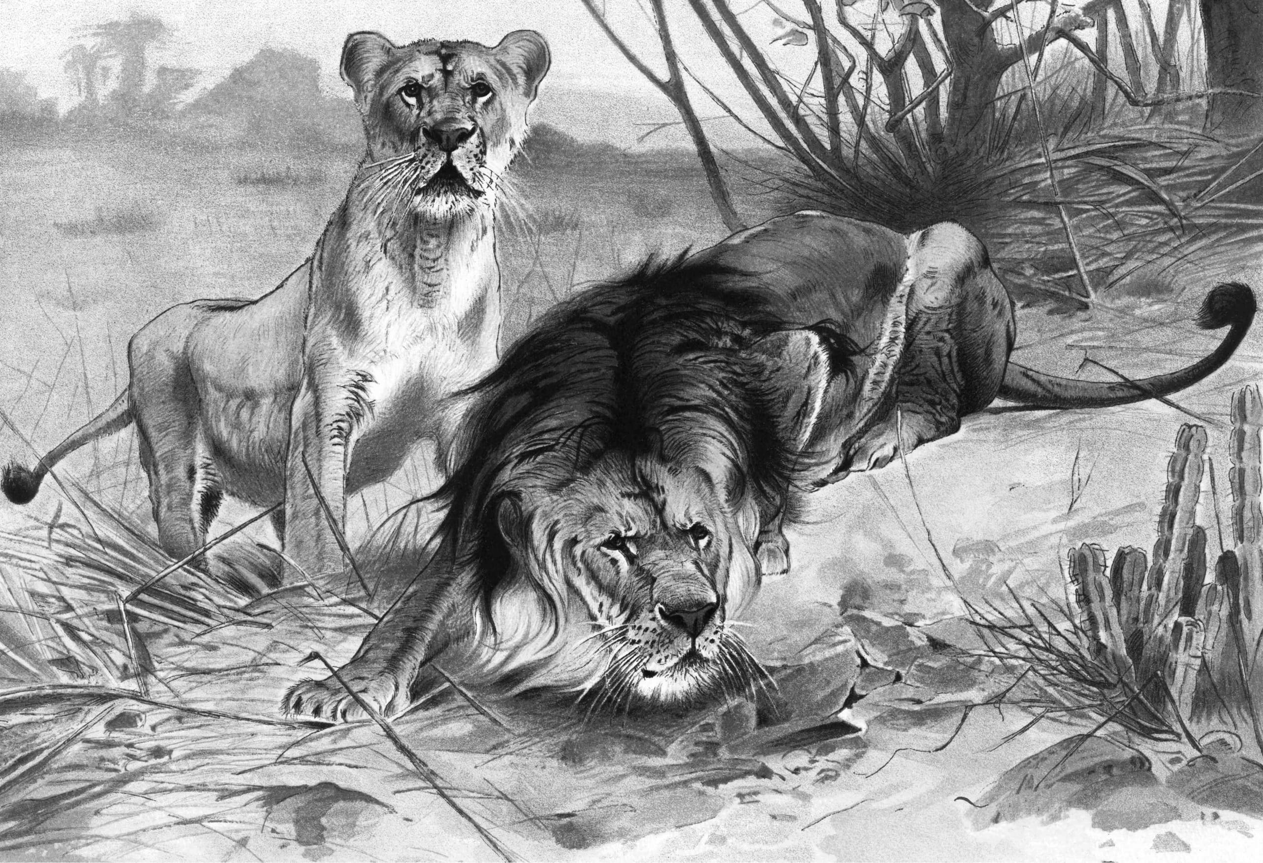 The Story of the Translocated African Lions of Kuno