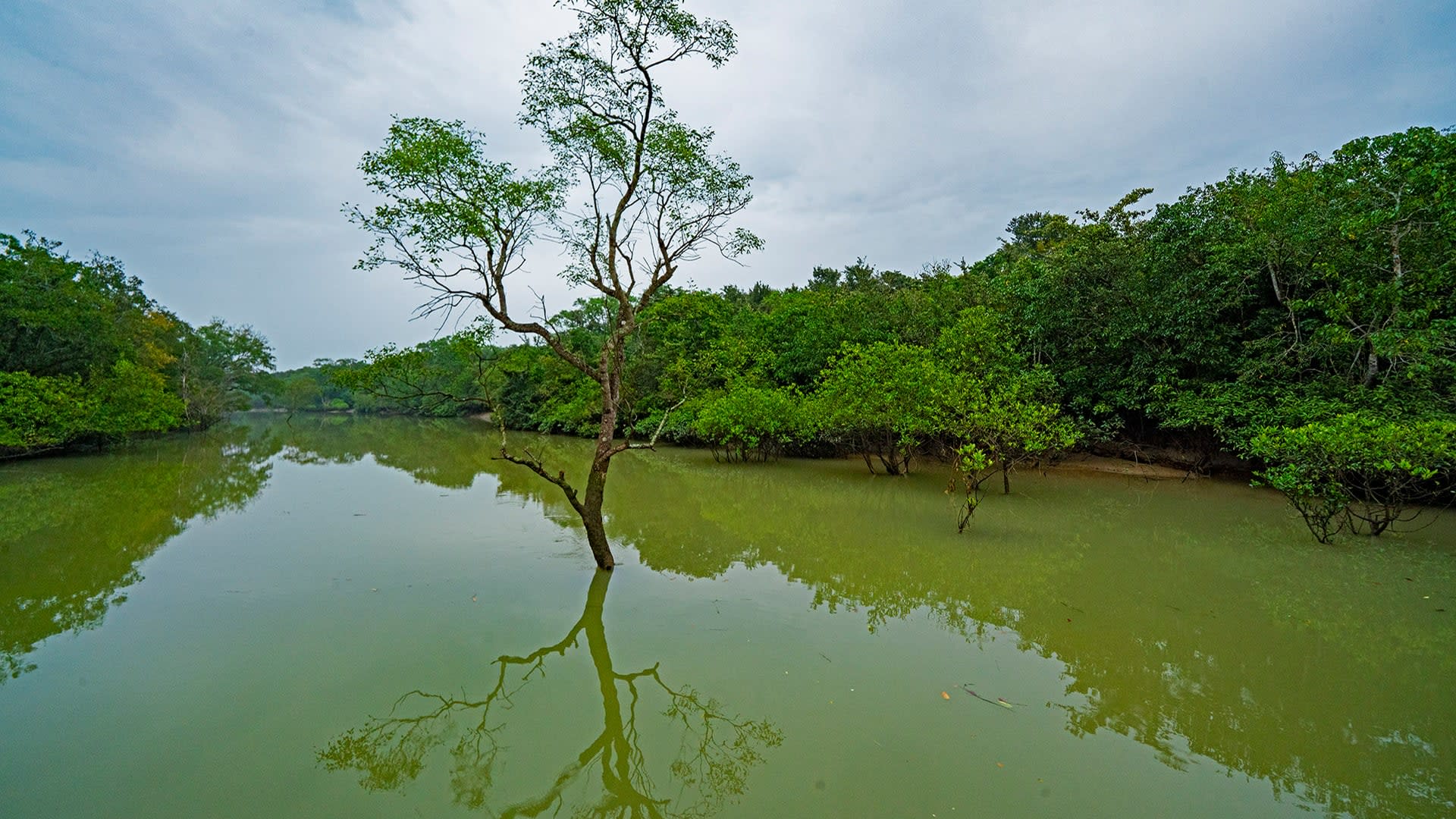 Bhitarkanika National Park: Predators of a Mangrove Forest