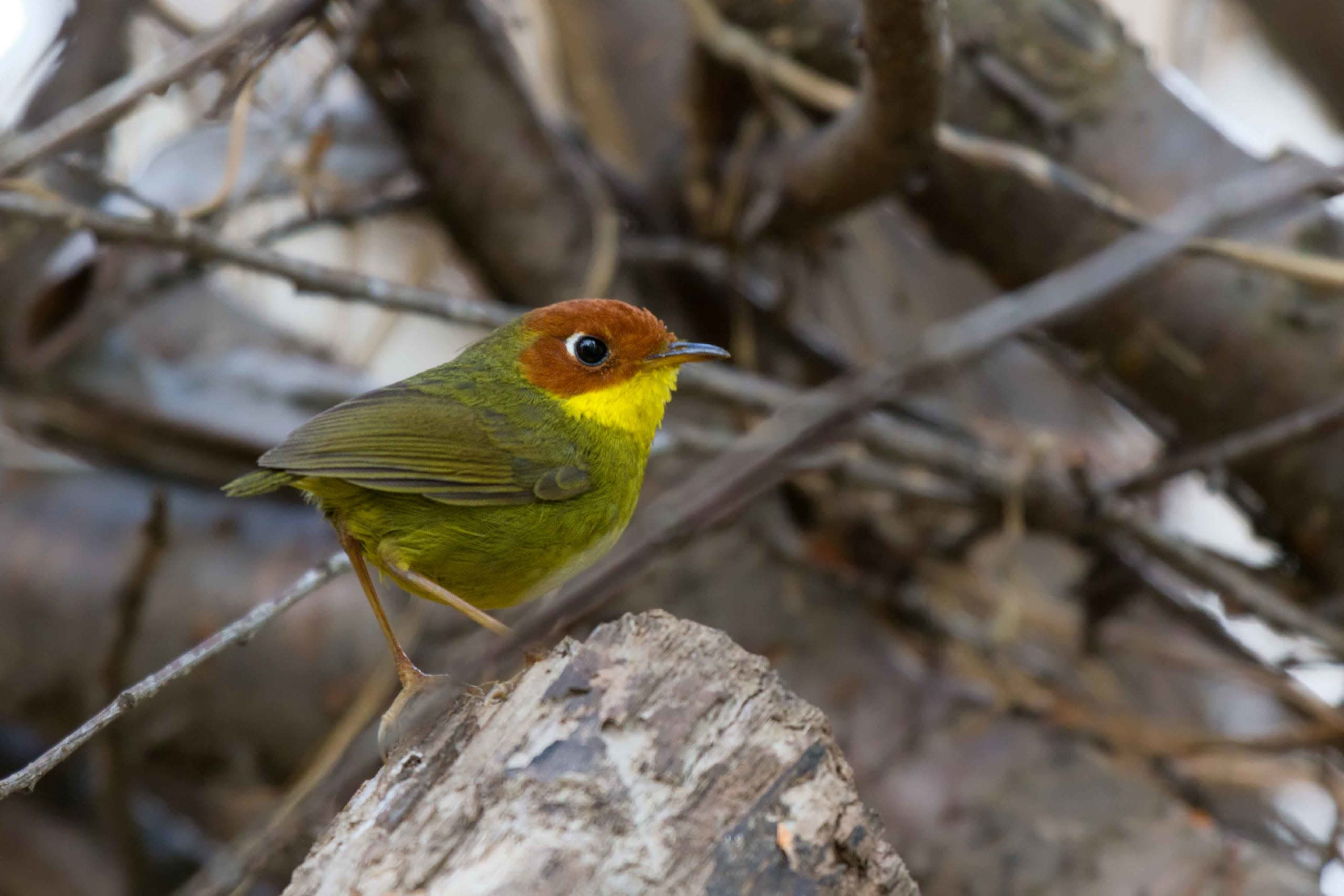 Sattal is a Paradise for Birders, But What About the Birds?